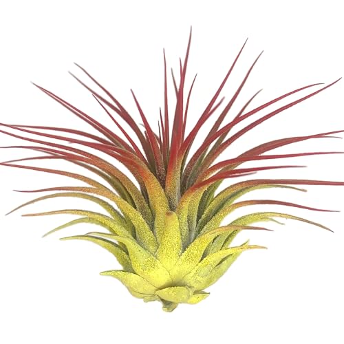 Yellow/Red