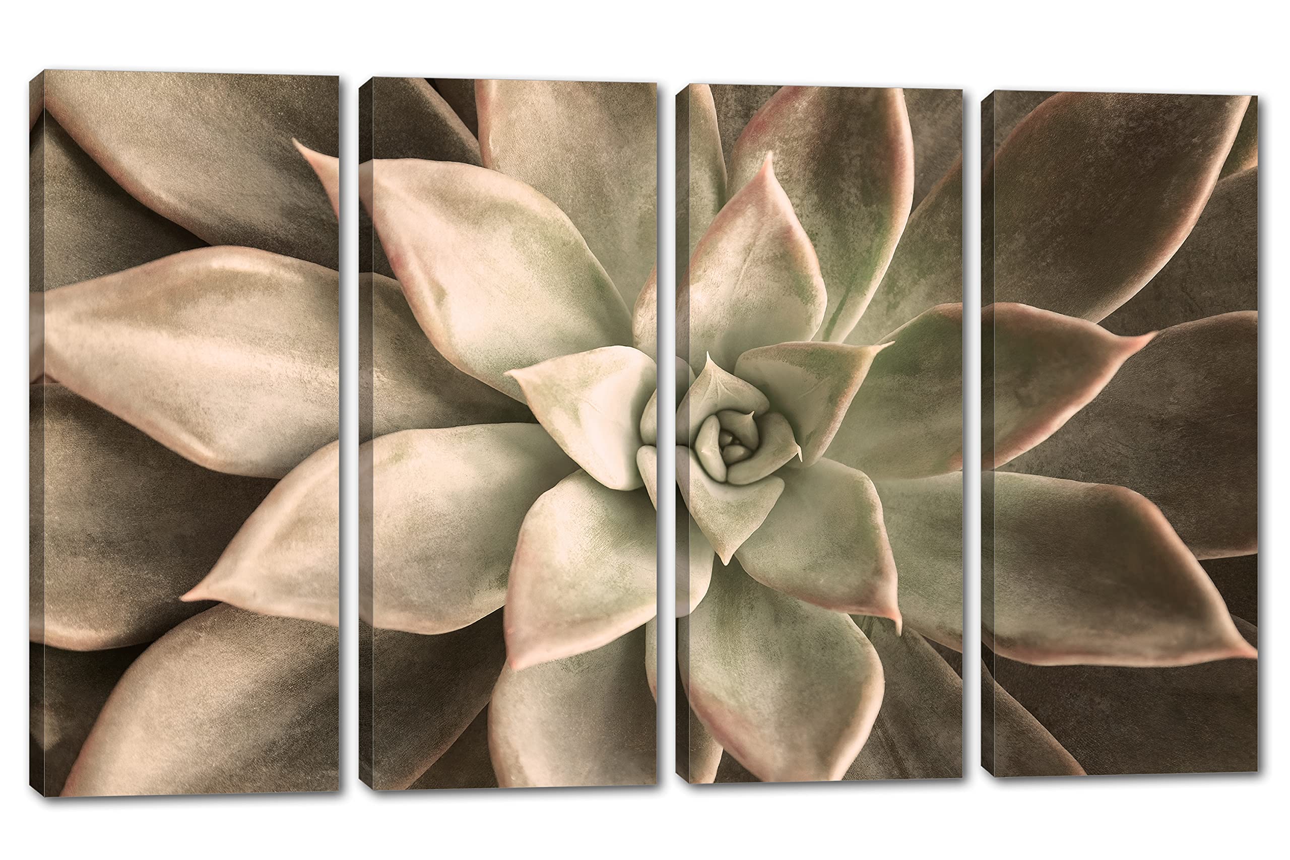 32 x 20 TOTAL - Echeveria Succulent Canvas Print Wall Art Beige 4 Panel Split Botanical Plant Decor | Perfect for Living Room, Bedroom, Office & Home Decoration