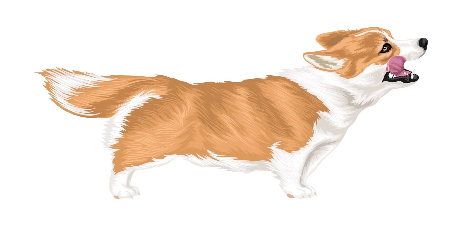 Corgi Decal Stickers - Adorable Corgi Dog Vinyl Decals for Laptops, Cars, Windows & DIY Crafts - Waterproof & Durable
