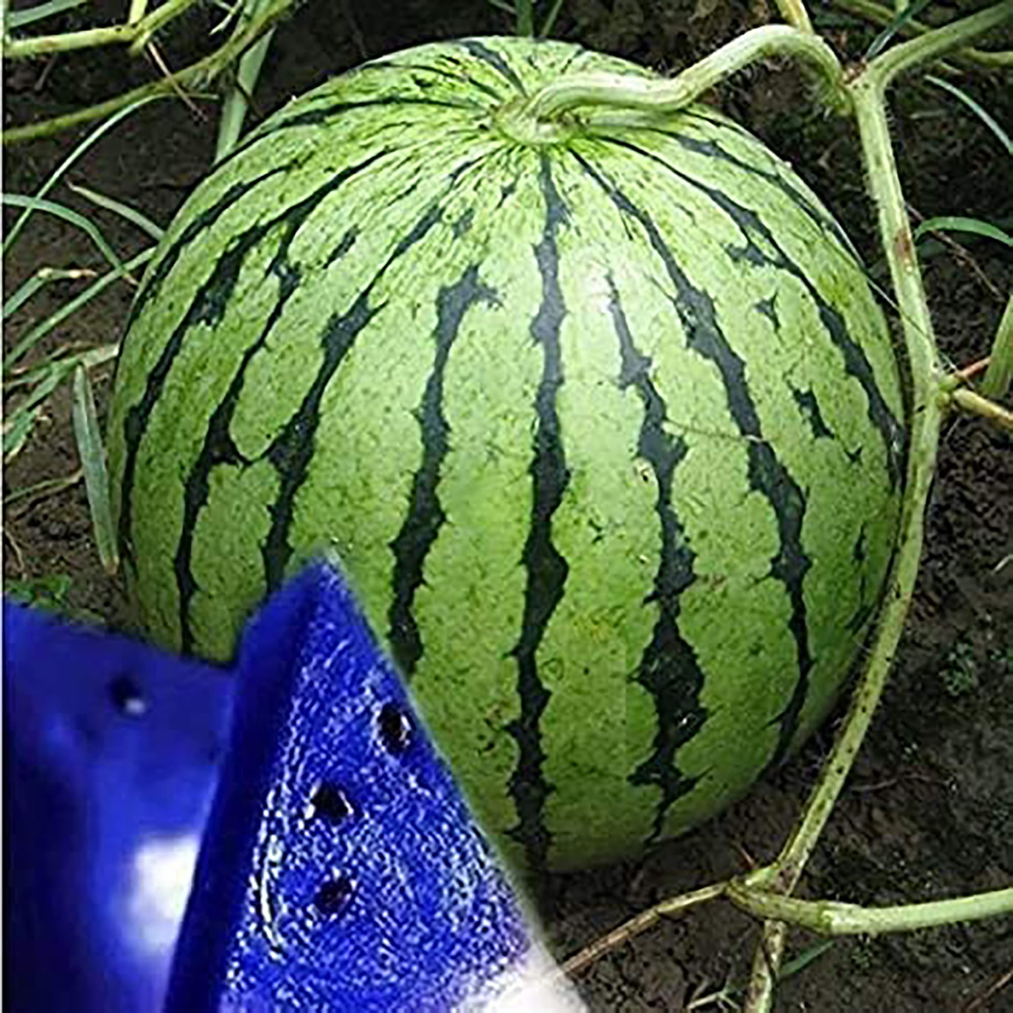 100 Rare Blue Watermelon Seeds for Planting - Sweet, Juicy, Non-GMO Heirloom Fruit Seeds | Easy to Grow Delicious Fruit for Home Garden & Outdoor Farming | Perfect for Fresh Eating, Juicing, and Summer Picnics