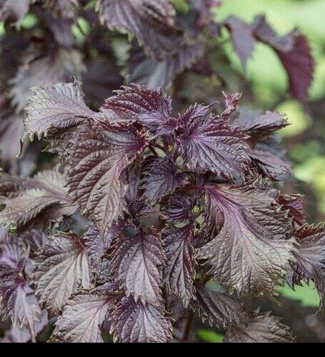 Purple Perilla Seeds (Shiso) - 14 LB Bulk Pack - Aromatic Frilled Leaves for Salads, Garnishing & Cooking - Red Mint Flavor - 700 Seeds - Perfect for Home Gardens & Culinary Use