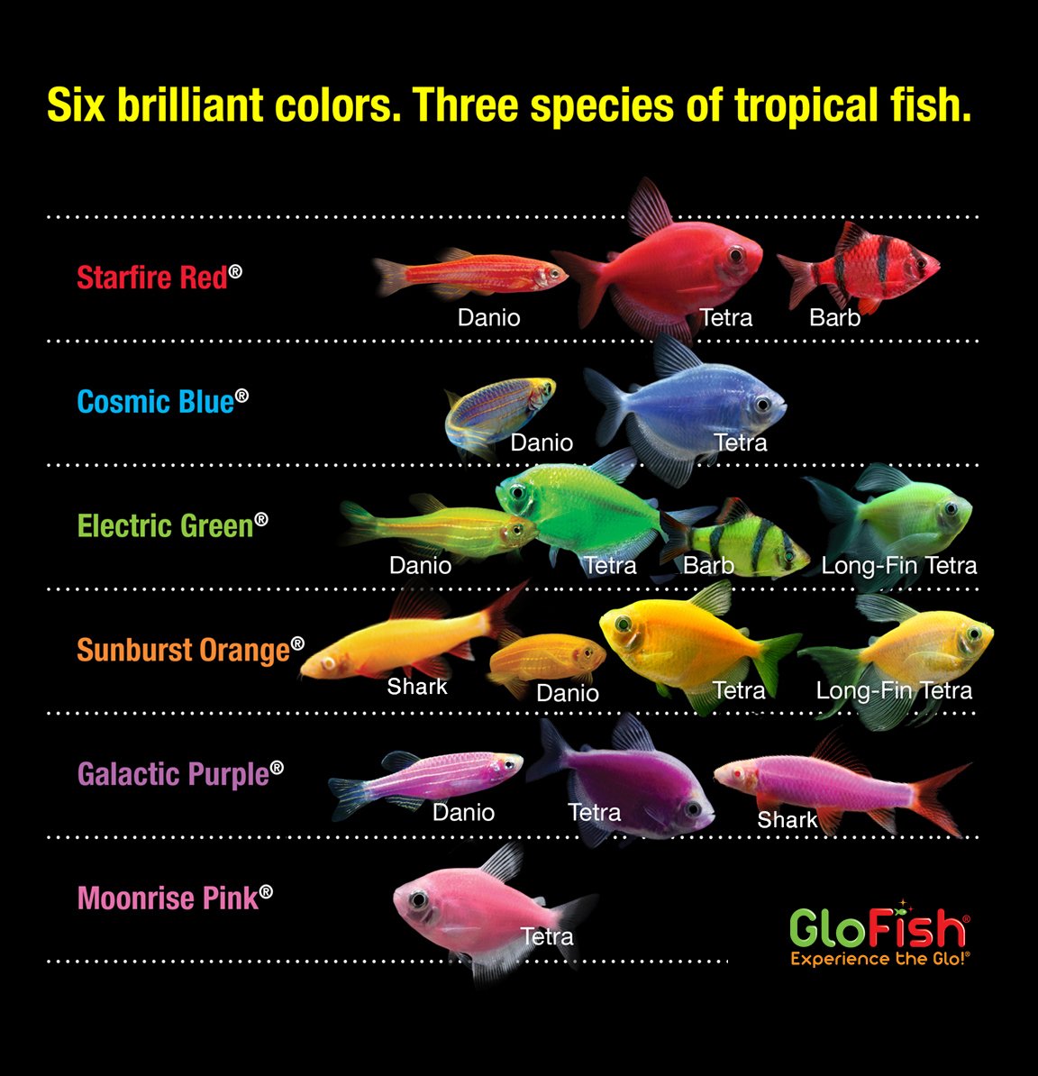 Glofish 10 Gallon Aquarium Fish Tank Kit with LED Lighting & Decorations - Complete Starter Kit for Beginners | Perfect for Home, Office, or Classroom Aquarium Setup (Amazon Exclusive)