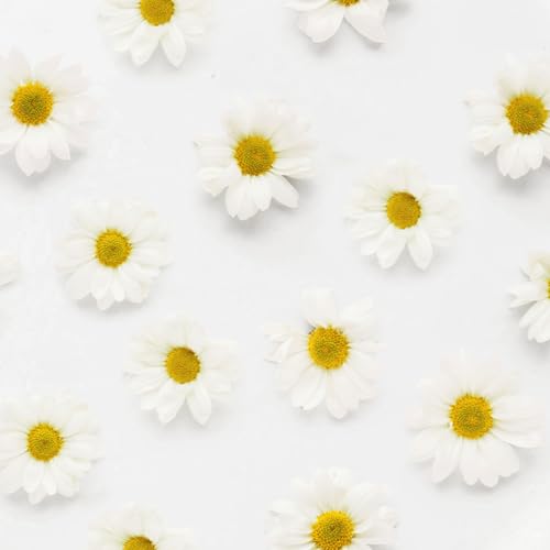 Chamomile
