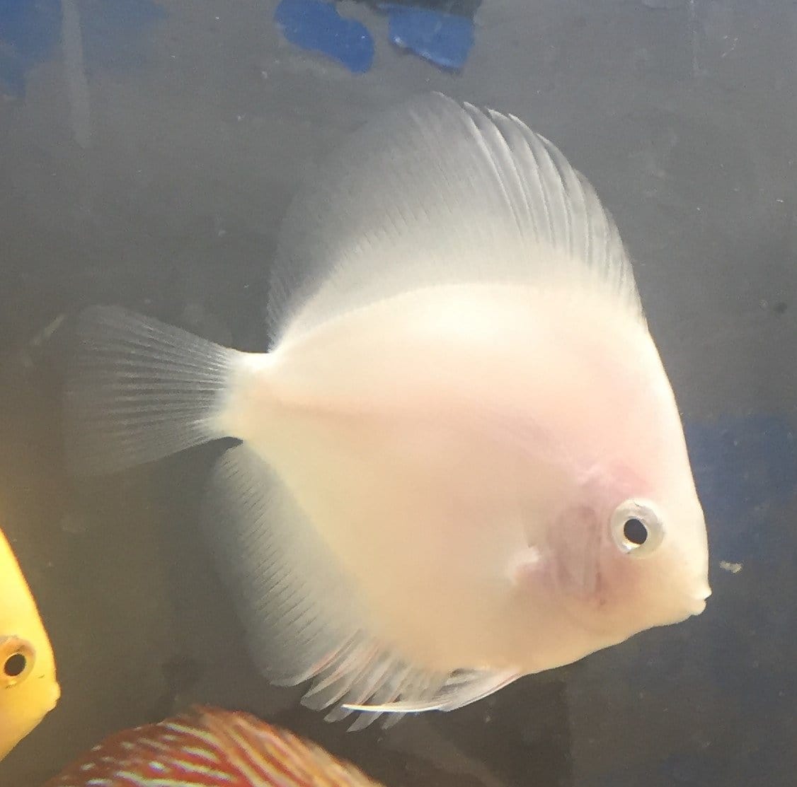 Premium Pure White Discus Fish for Aquarium - Perfect for Home Fish Tanks & Aquatic Displays