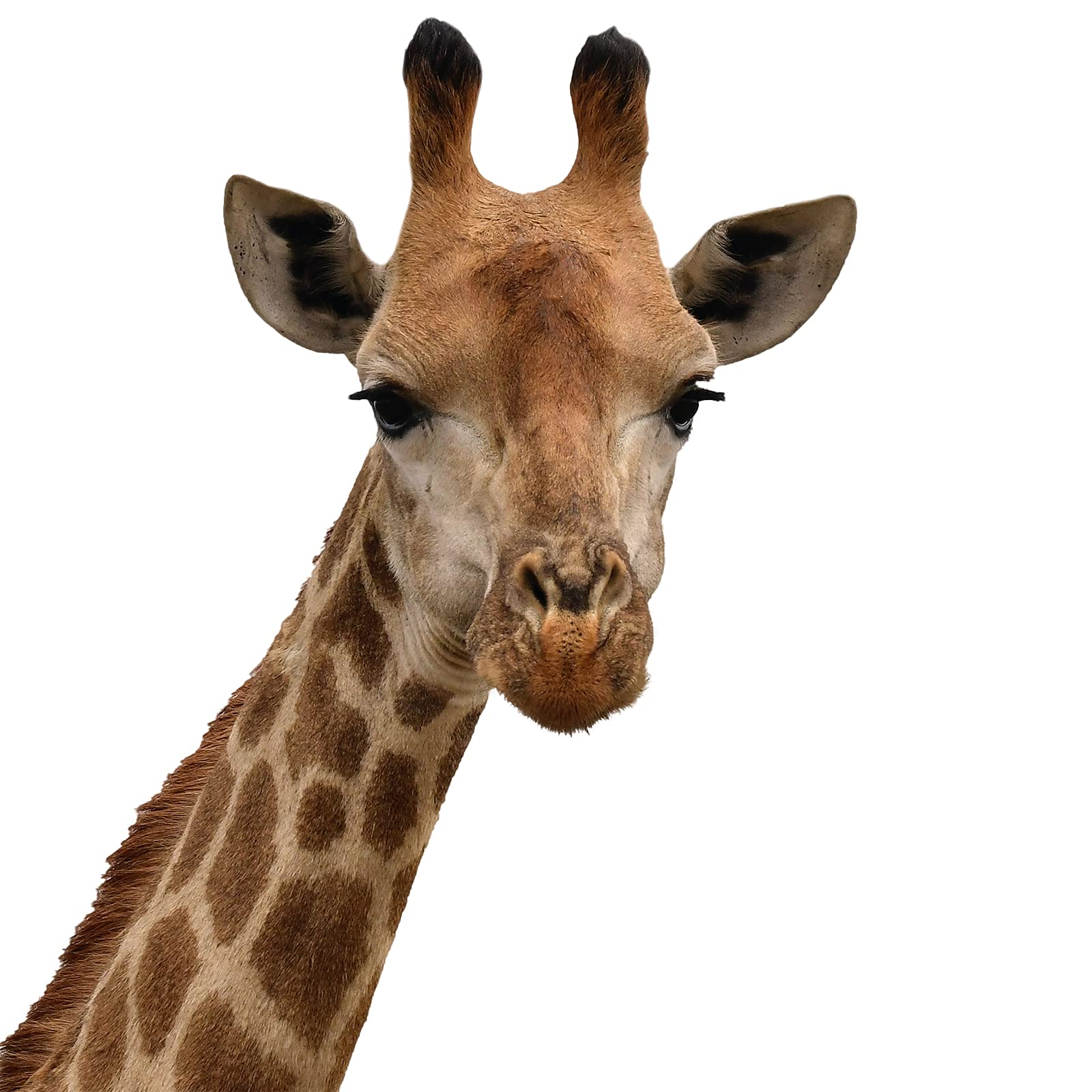 Cute Giraffe Wall Decals for Kids Room - Animal Themed Window & Wall Stickers for Nursery, Bedroom, Playroom & Classroom Decor - Perfect for Baby's Room, Birthday Party & School Projects