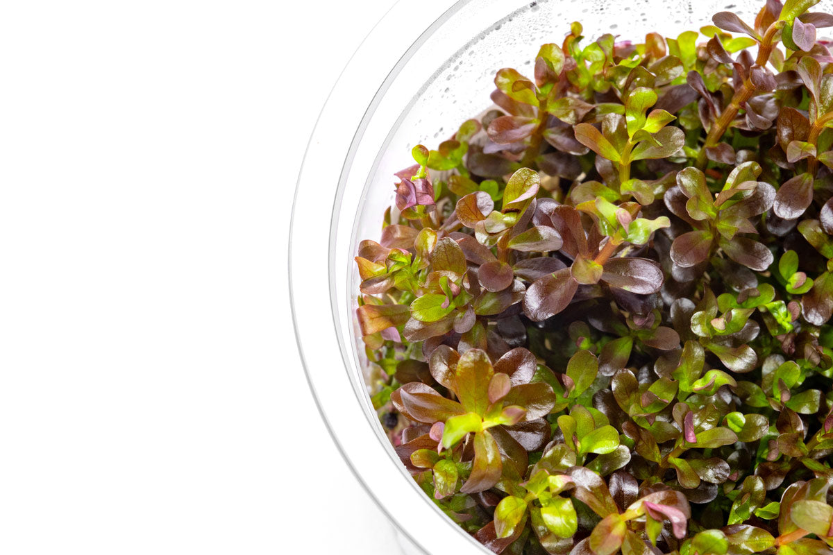 Rotala Blood Red Aquatic Plant - Premium Live Aquarium Plant for Fish Tanks, Ponds & Aquascaping | Perfect for Freshwater Planted Tanks & Aquarium Decoration