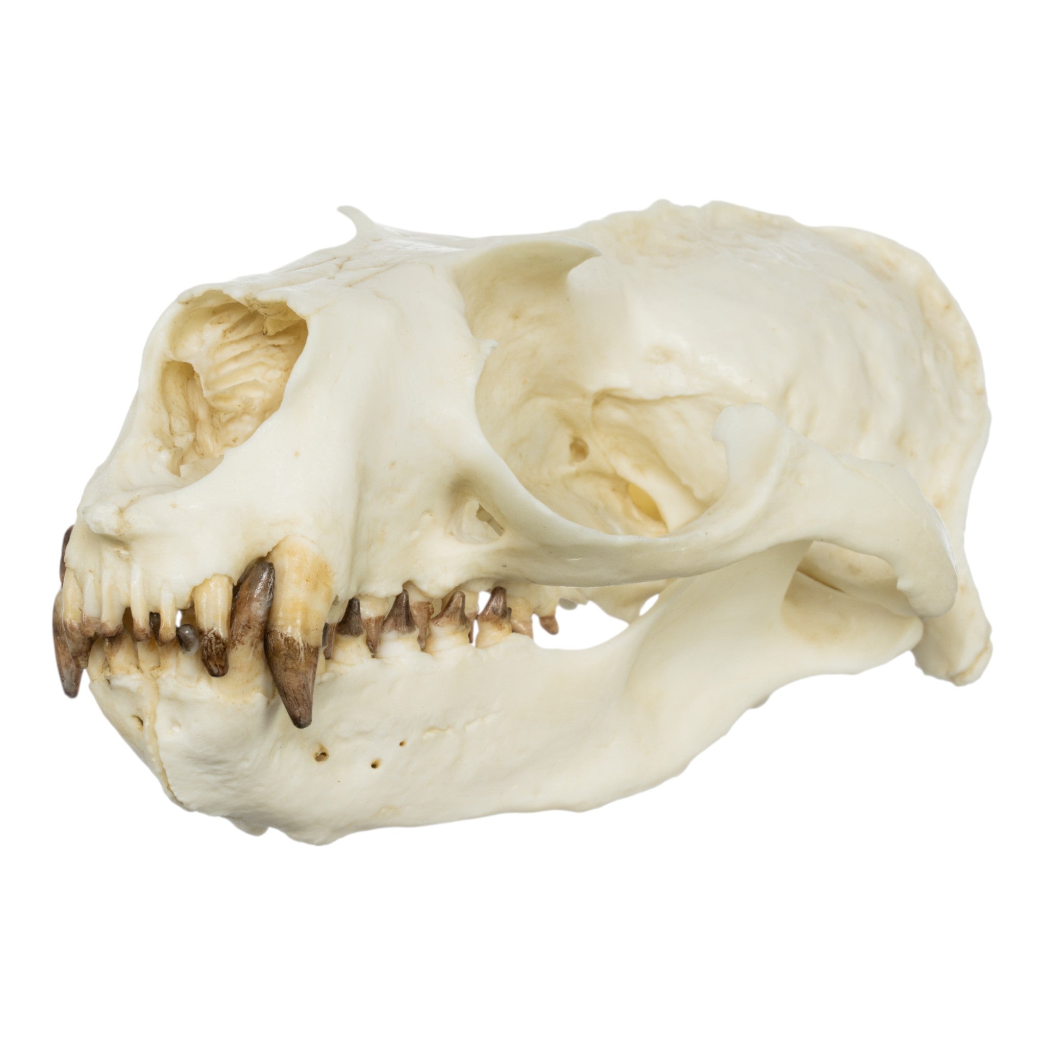 Authentic Replica Guadalupe Fur Seal Skull - Male Specimen for Educational Display, Biology Study & Home Decor Collection