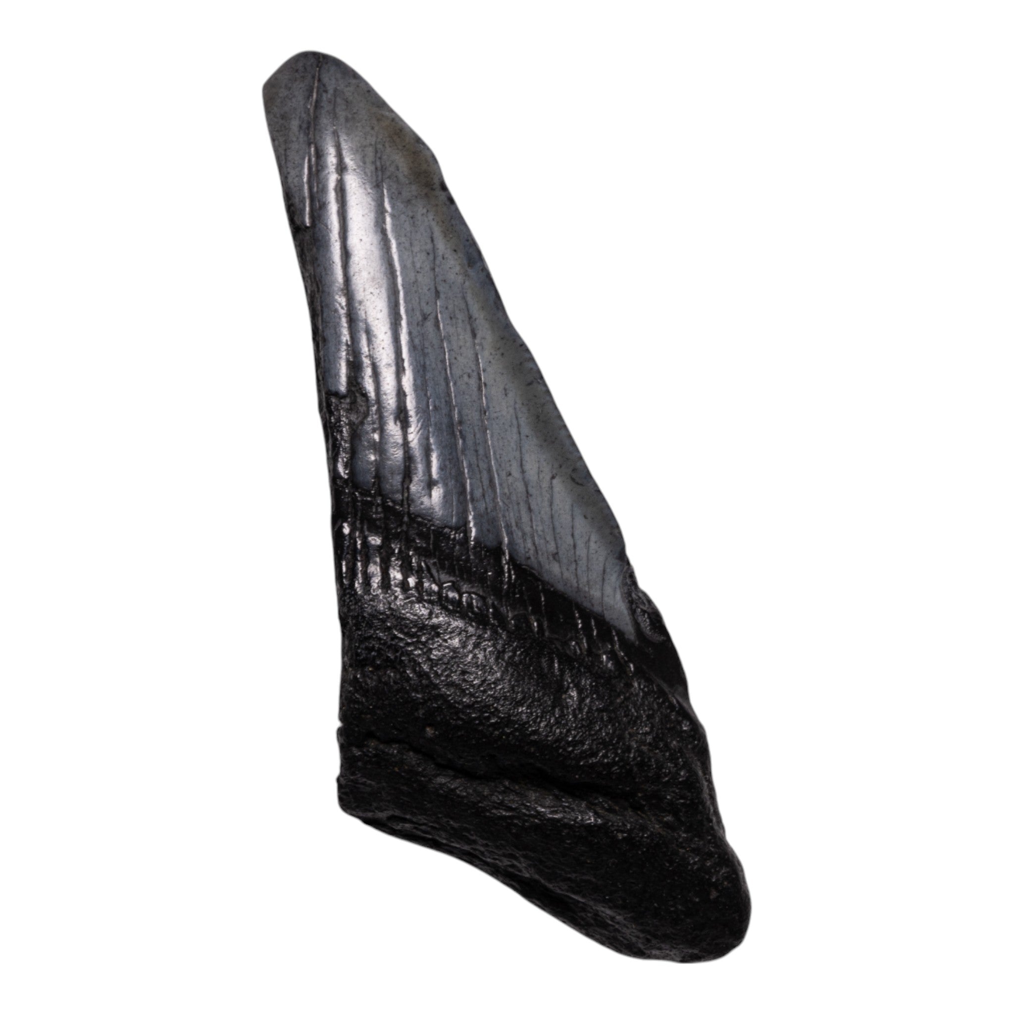 Authentic Megalodon Shark Tooth Fossil - Genuine Half Tooth Specimen for Collectors, Jewelry Making & Home Decor
