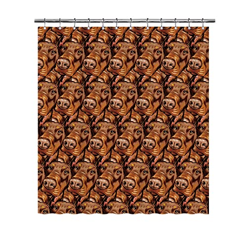 Doberman