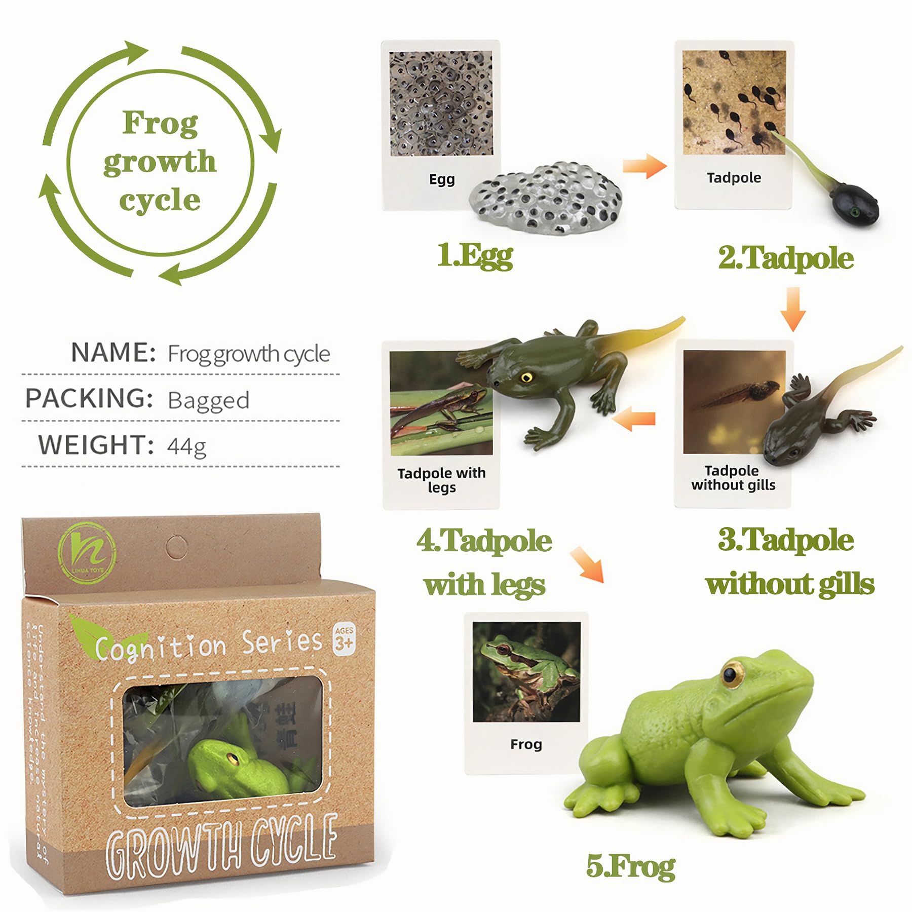 MBrain Life Cycle Learning & Education Toys - Montessori Animal & Plant Figurines Set (Frog, Butterfly, Ladybug) - STEM Educational Gift for Boys & Girls Ages 3-5 - Perfect for Classroom Teaching, Homeschooling & Nature Exploration