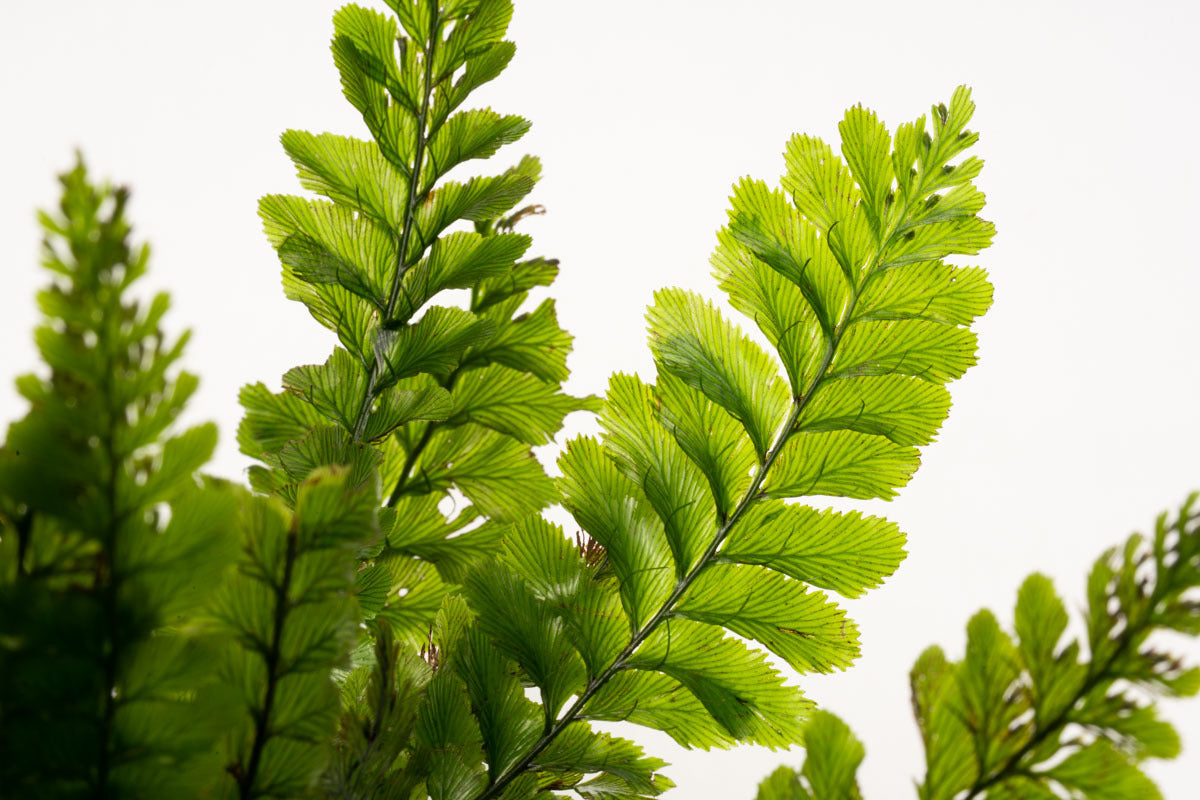 Trichomanes Javanicum Fern - Rare Tropical Fern Plant for Home & Garden Decor | Perfect for Terrariums, Indoor Gardens, and Botanical Displays