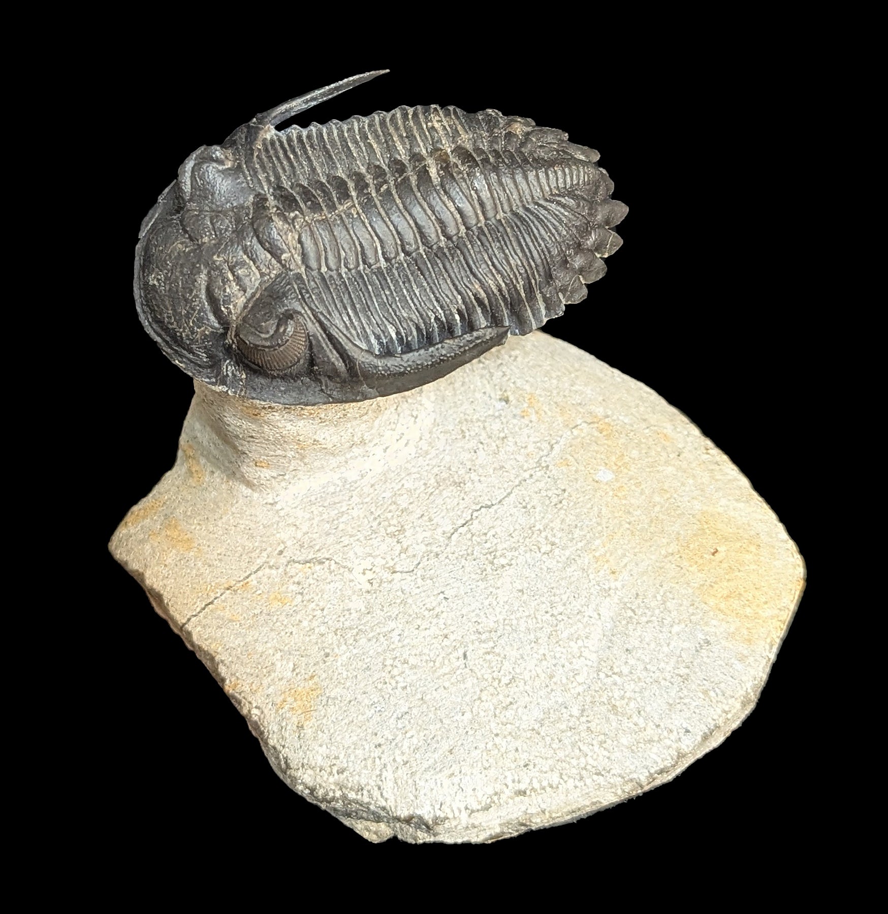 Authentic Trilobite Hollardops Fossil in Matrix - Rare Prehistoric Specimen for Collectors & Paleontology Enthusiasts - Perfect for Home Display, Educational Use & Gift Giving