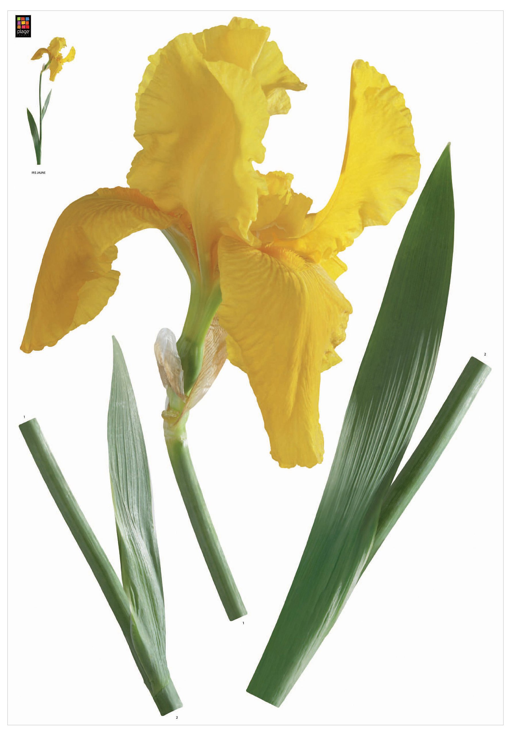 Brewster Plage PL160810 Peel & Stick Yellow Iris European Wall Decals - Removable Floral Wall Stickers for Home Decor, Nursery, Bedroom & Office