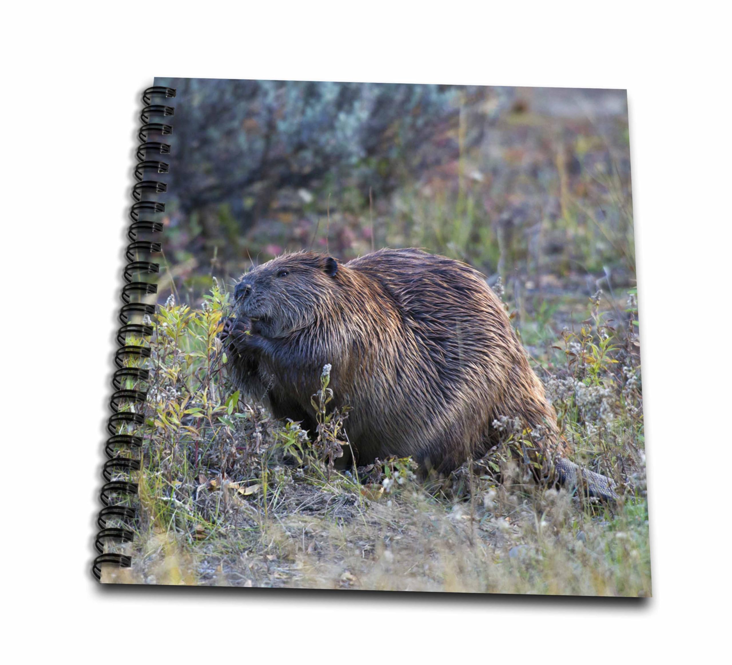 3D Rose Beaver Foraging in Autumn Coloring Book - Wildlife Animal Art Therapy for Adults & Kids Stress Relief, Nature Inspired Drawing Activity