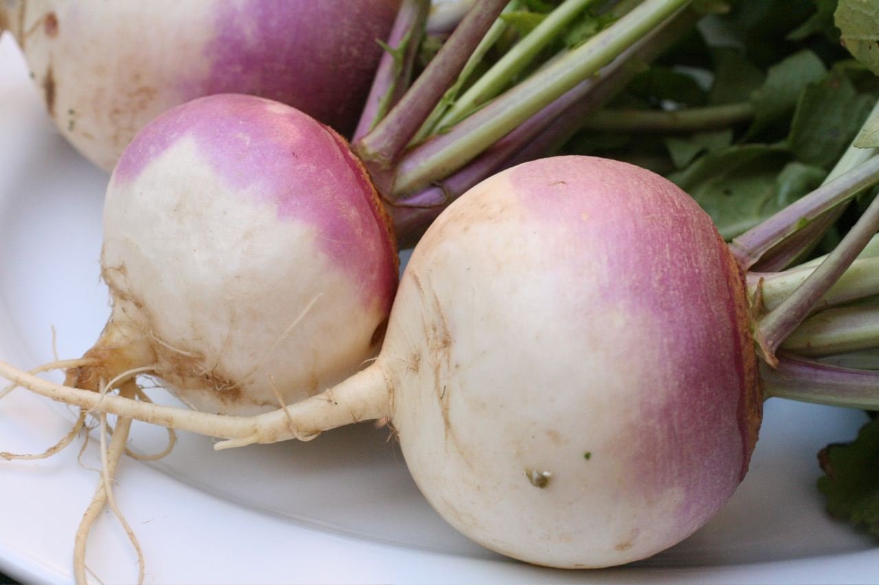 Purple Top Turnip Deer Food Plot Seeds - 5 Lb Bulk Bag for Wildlife Attraction & Hunting Plots | High Yield Forage for Deer, Turkey & Game Birds | Fall & Winter Planting