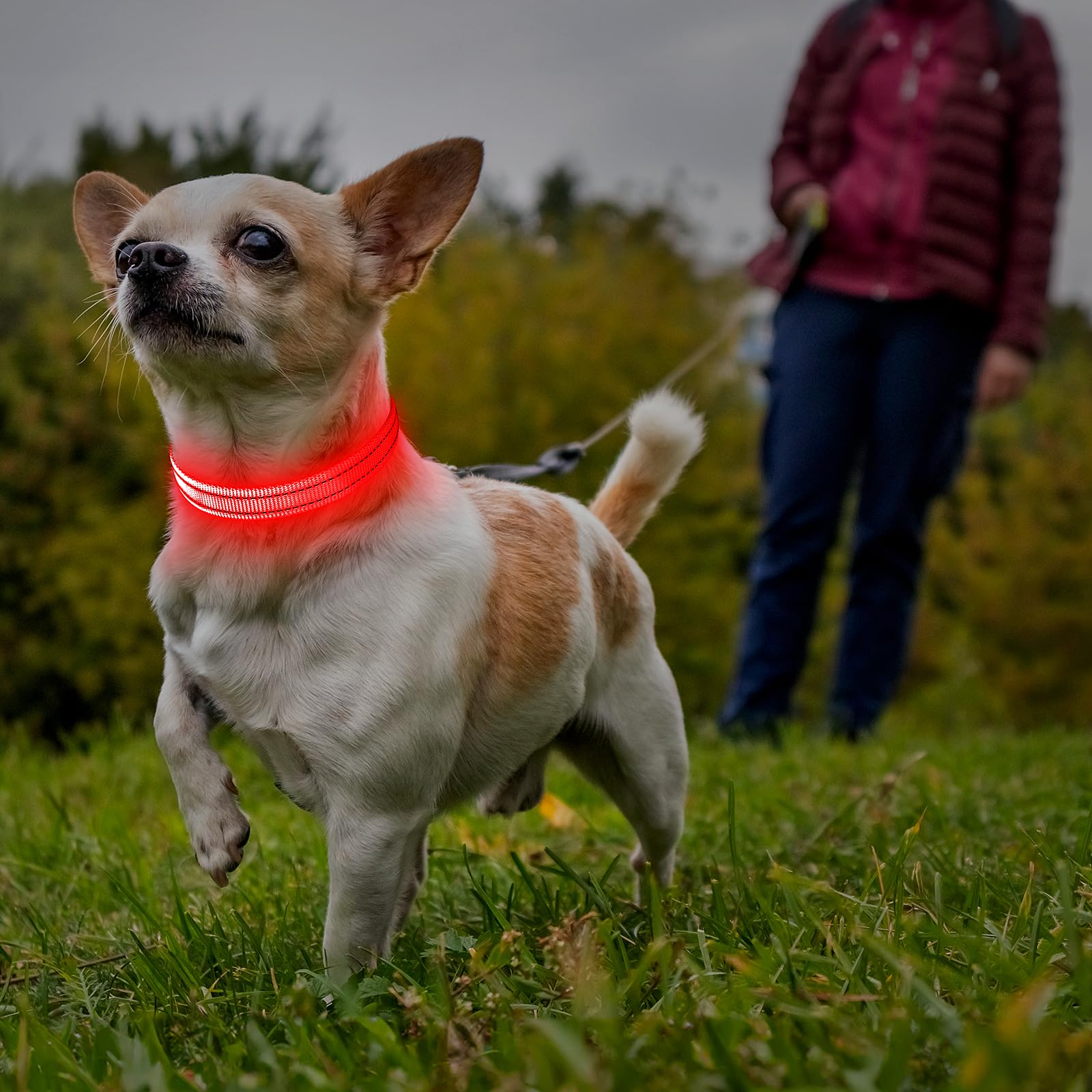 Glow in The Dark LED Dog Collar - Rechargeable & Adjustable Pet Collar for Small Dogs & Cats, Night Safety Light for Walking, Camping, Hiking (Red, X-Small) - Perfect for Evening Walks & Outdoor Adventures