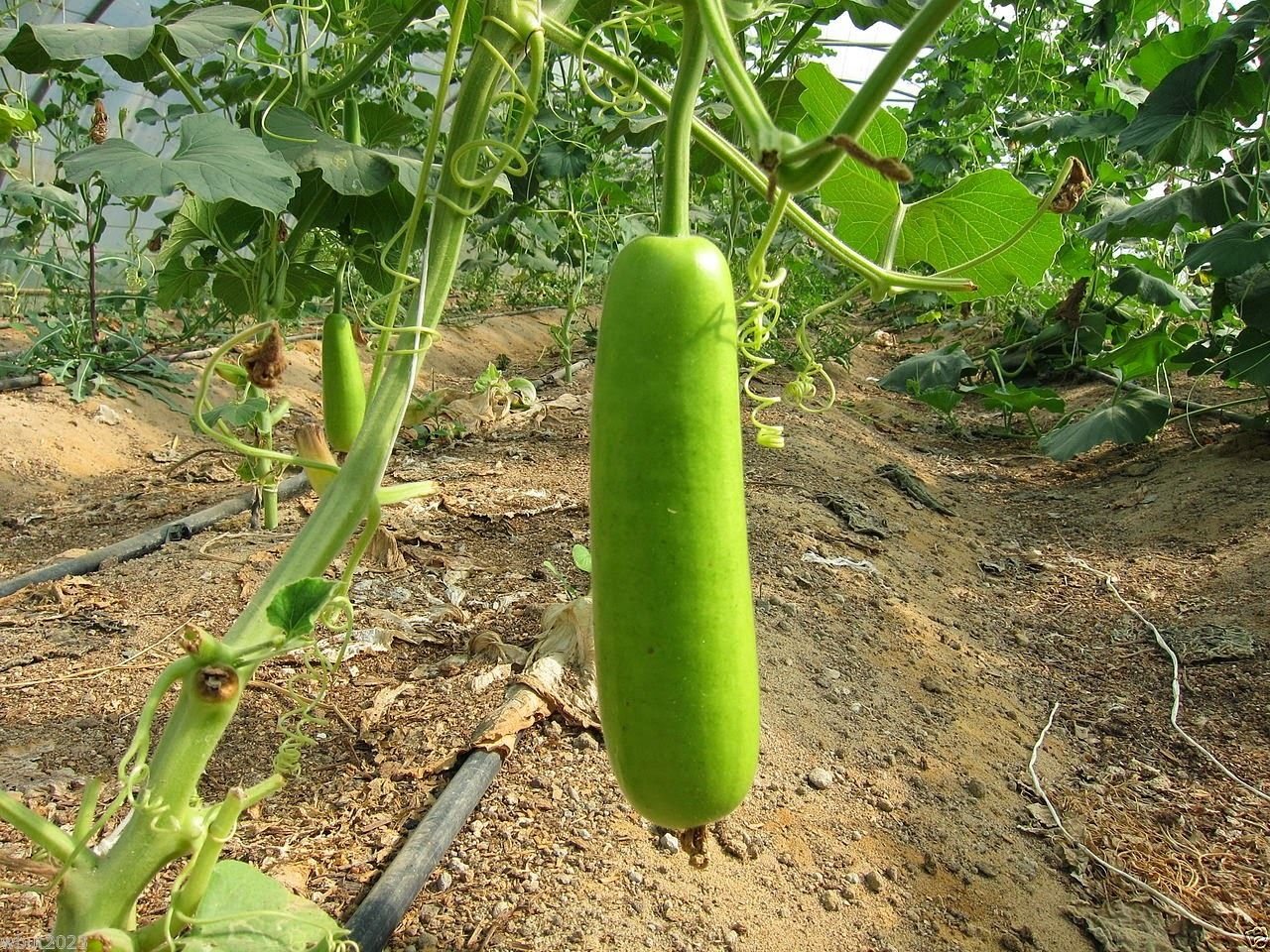 Calabash Long Bottle Gourd Seeds (10-Pack) - Asian Vegetable Seeds for Edible Opo Squash, Lauki & Gaguava Bean - Perfect for Home Gardening, Cooking & Healthy Recipes