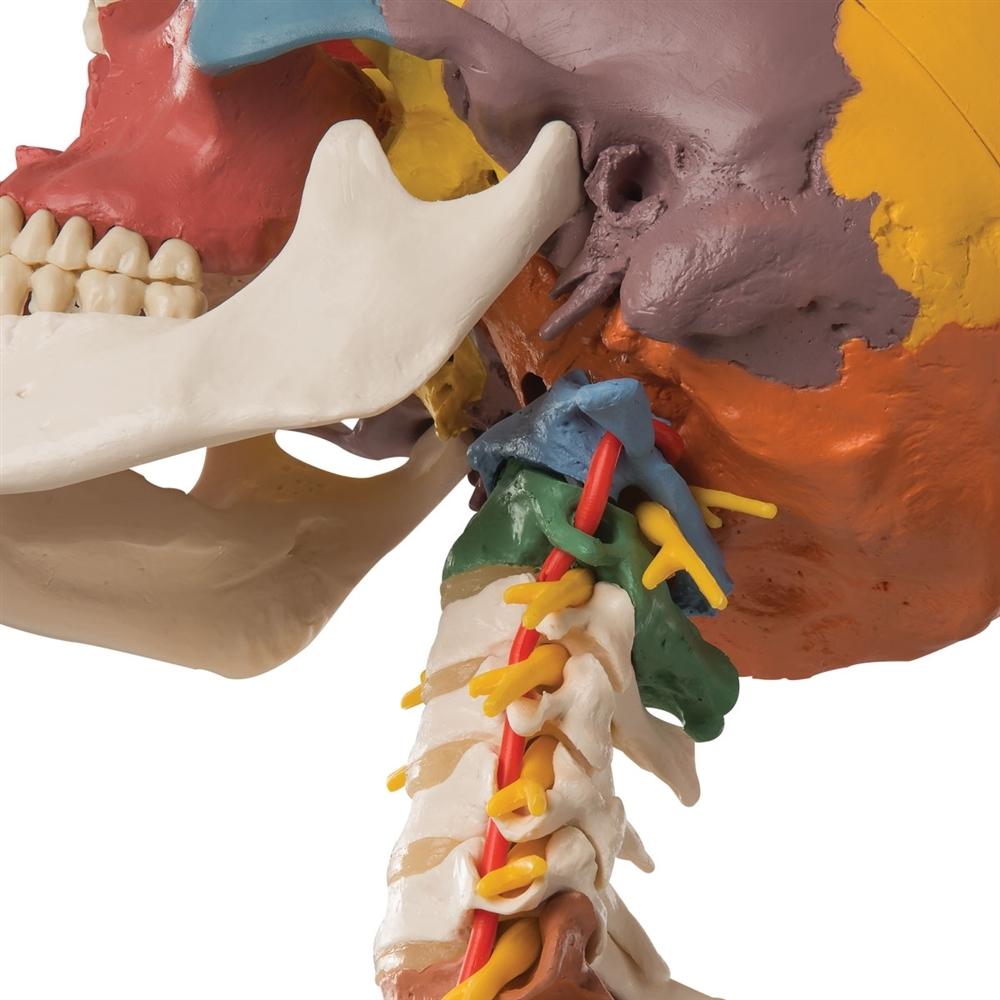 4-Part Didactic Skull Model with Cervical Spine - Human Anatomy Educational Tool for Medical Students & Dentists - Perfect for Classroom Study & Clinical Training