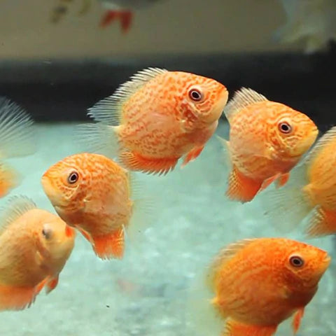 Premium Red Spotted Severum Cichlid Fish - 2 to 2.2 Inch Live Aquarium Fish for Freshwater Tanks | Perfect for Community Aquariums & Fish Tanks