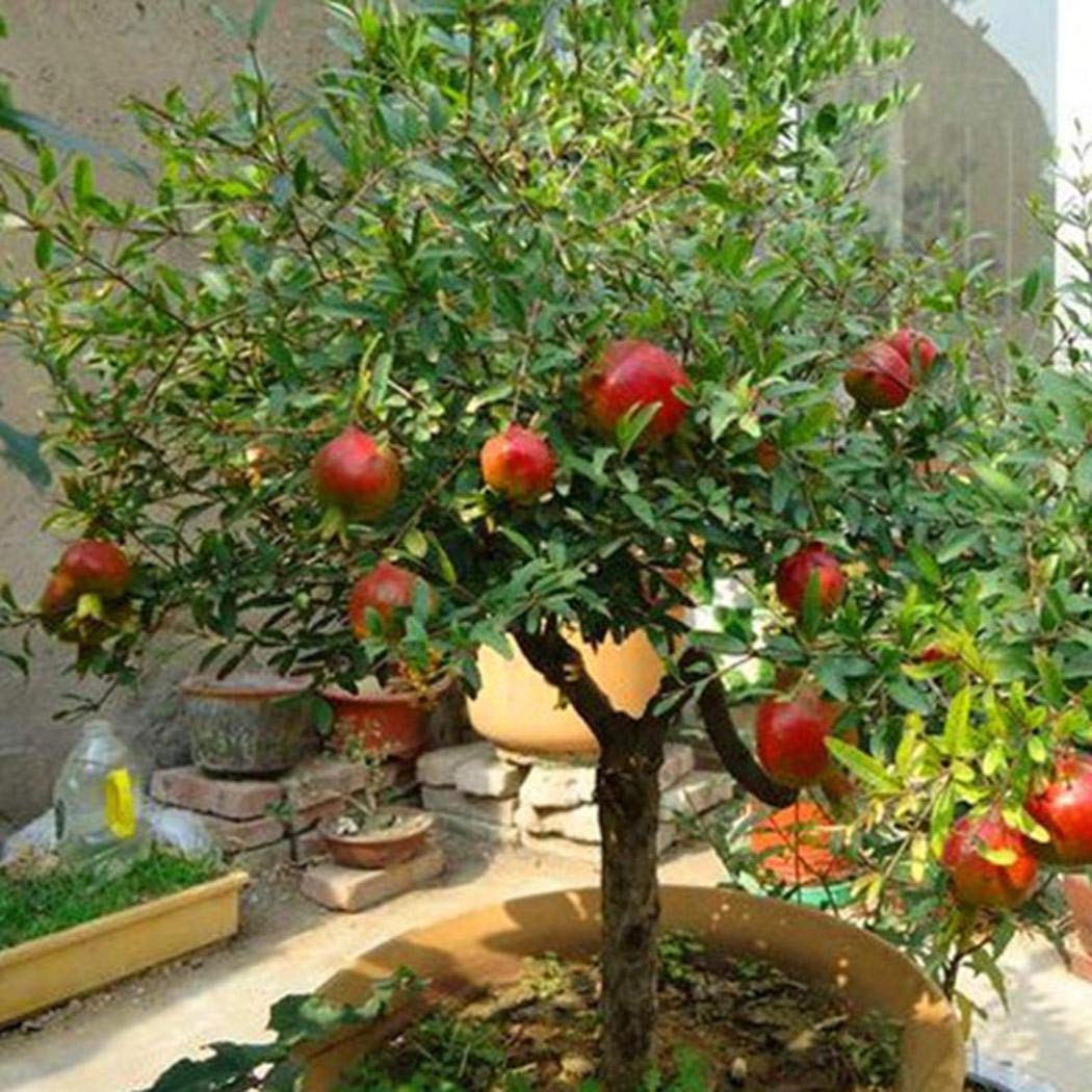 30 Pcs Pomegranate Bonsai Seeds - Grow Delicious Fruit Trees for Home Garden, Indoor & Outdoor Planting | Perfect for DIY Gardening, Landscaping, and Fresh Fruit Harvesting