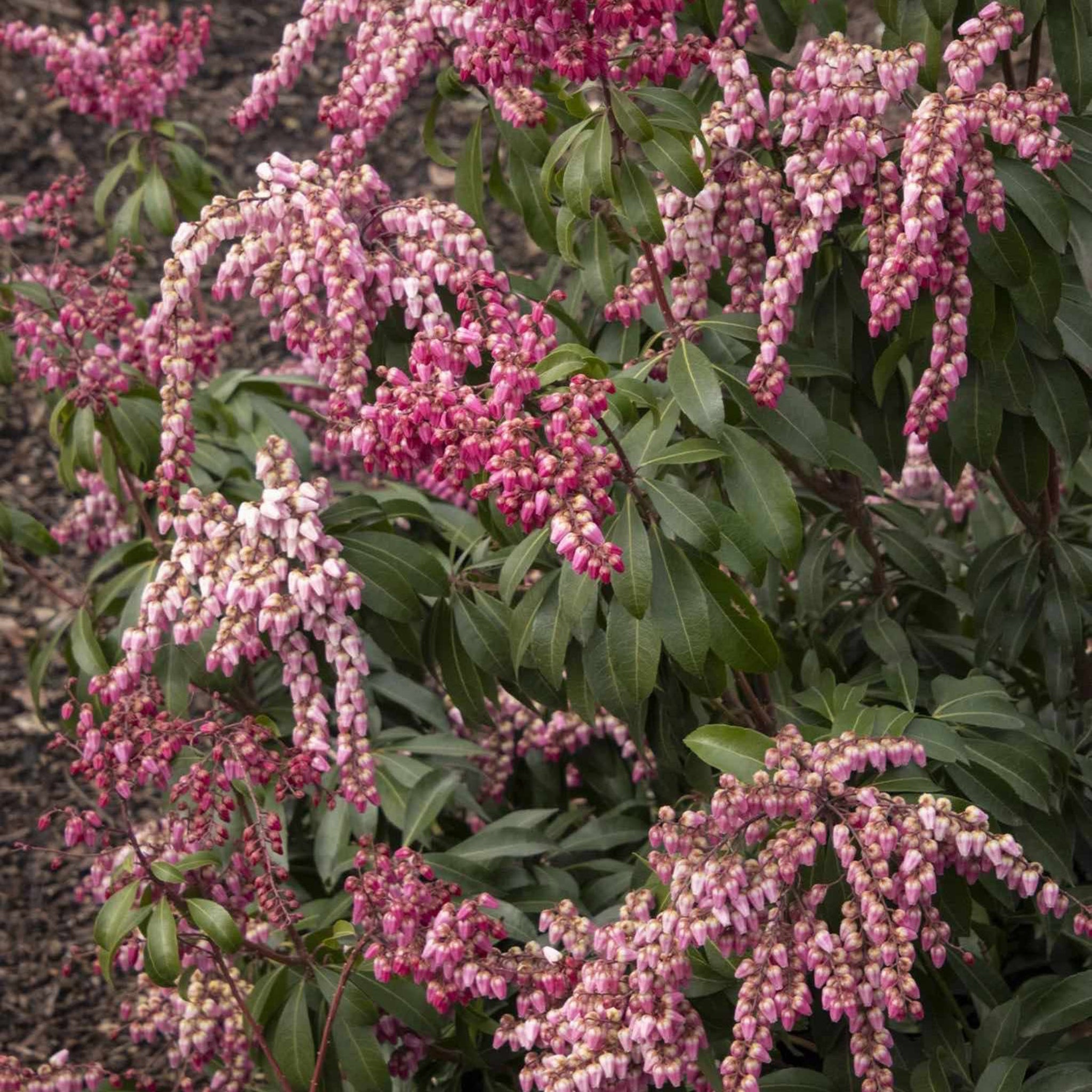 Enchanted Forest® Impish Elf™ Pieris - Evergreen Shrub with Variegated Foliage for Landscaping & Garden Decor | Perfect for Shade Gardens, Borders, and Container Planting