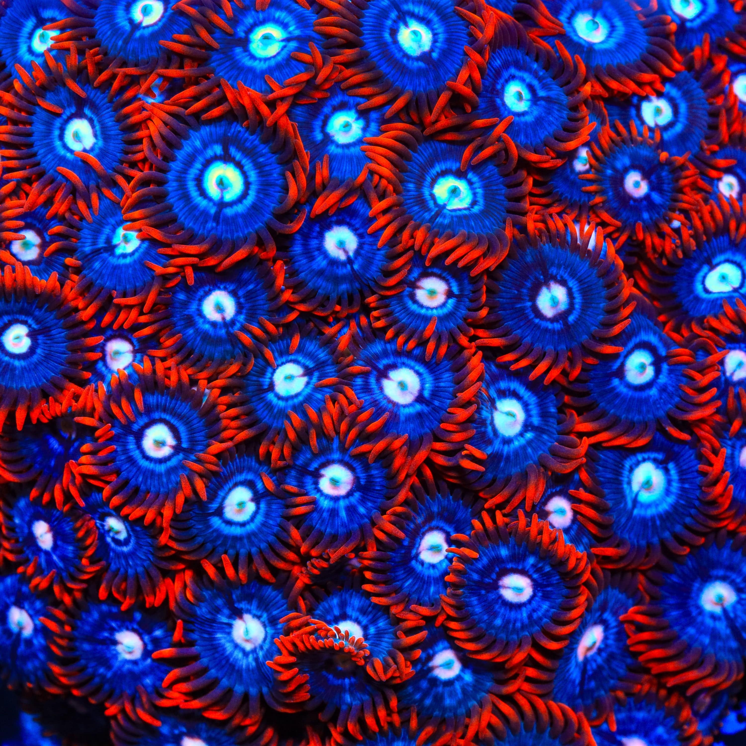 Fire and Ice Zoanthid Coral for Saltwater Aquariums - Vibrant Coral for Reef Tanks & Marine Displays