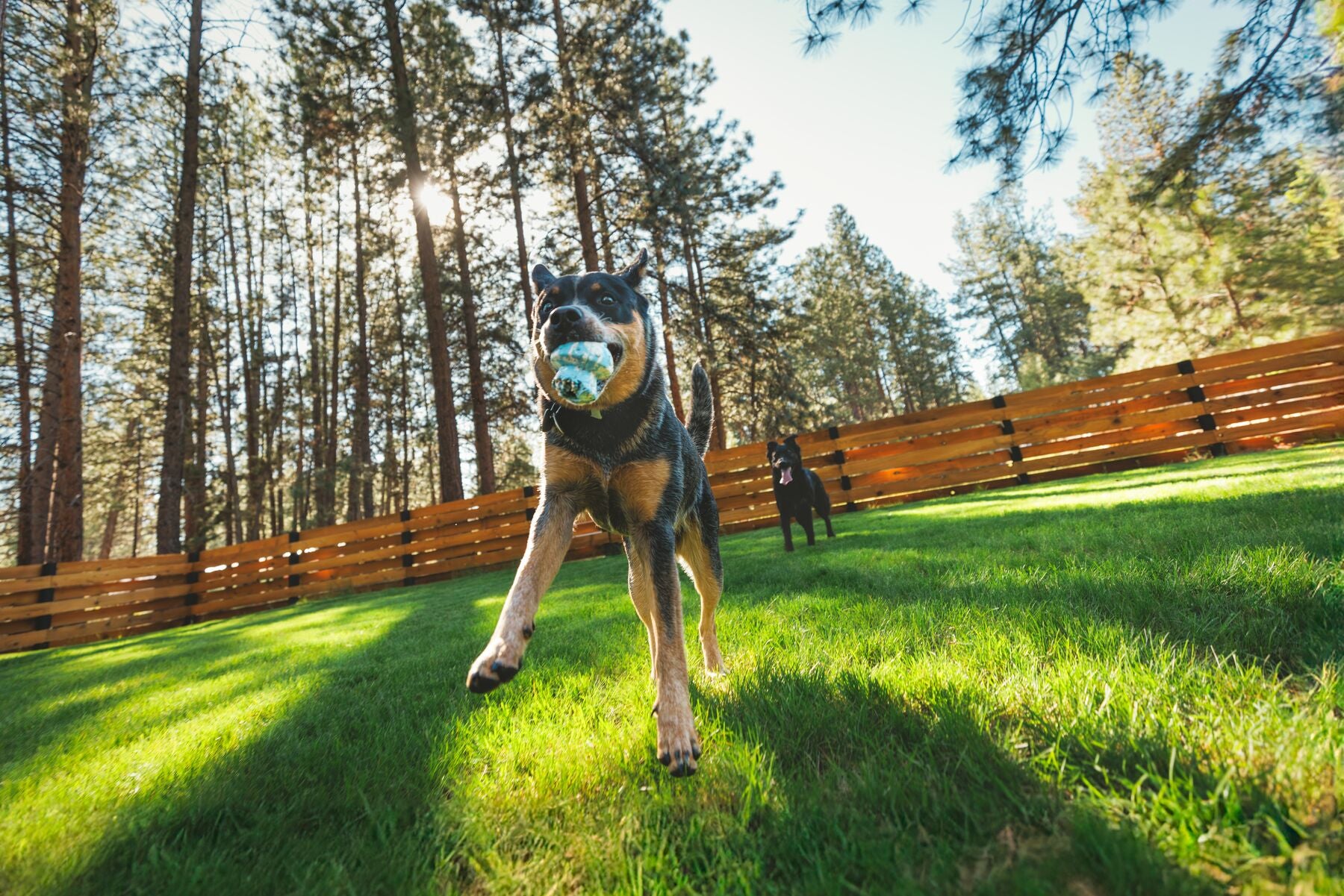 Ruffwear® Toadstool™ Dog Toy - Treat Dispenser & Fetch Toy in Gray Sky | Interactive Play for Training & Outdoor Fun