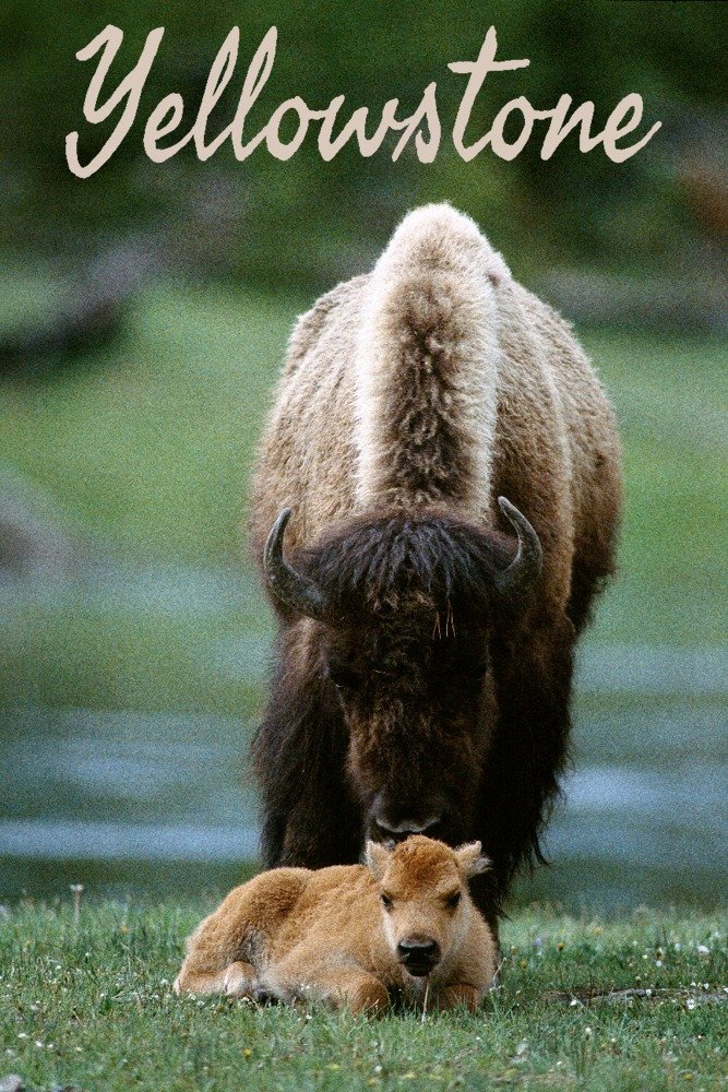 Yellowstone National Park Bison and Calf Wildlife Photography Art Print (24x36 Giclee Gallery Quality) - Western Decor, Nature Wall Art for Living Room & Office