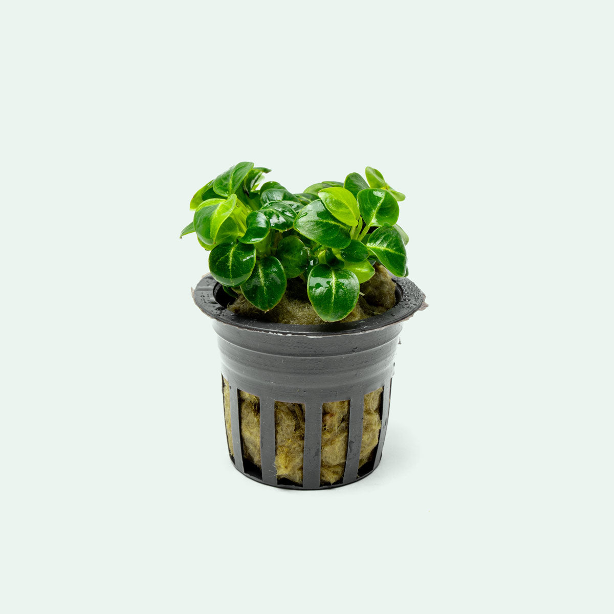 Anubias Stardust Mini Aquatic Plant - Live Freshwater Aquarium Plant for Fish Tanks, Nano Tanks & Aquascaping | Easy Low Light Plant for Beginners