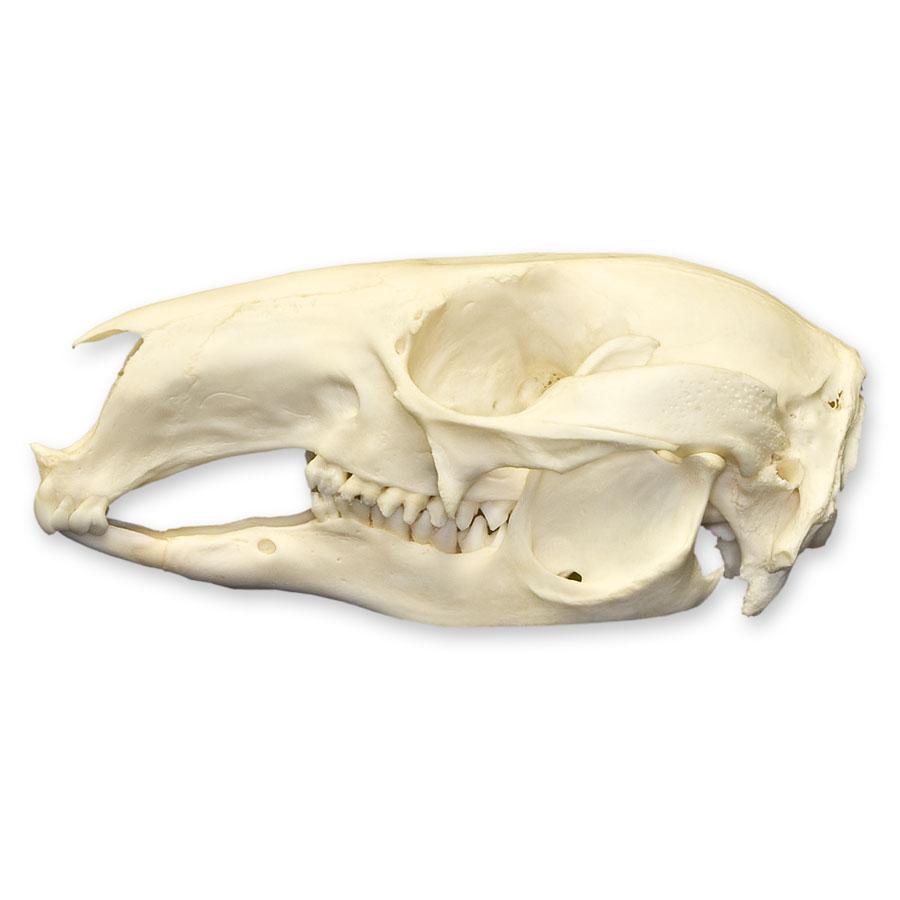 Authentic Red-Necked Wallaby Skull - Rare Collectible Specimen for Science Education, Taxidermy, and Home Decor