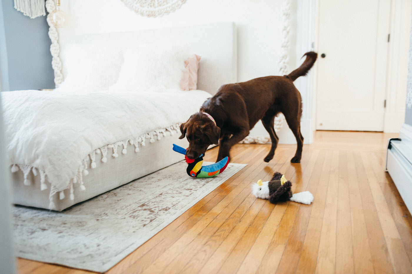 Edgar the Eagle Plush Dog Toy - Fetching Flock™ Chew-Resistant Squeaky Stuffed Animal for Medium & Large Dogs | Perfect for Fetch, Tug-of-War & Cuddling | Pet P.L.A.Y.