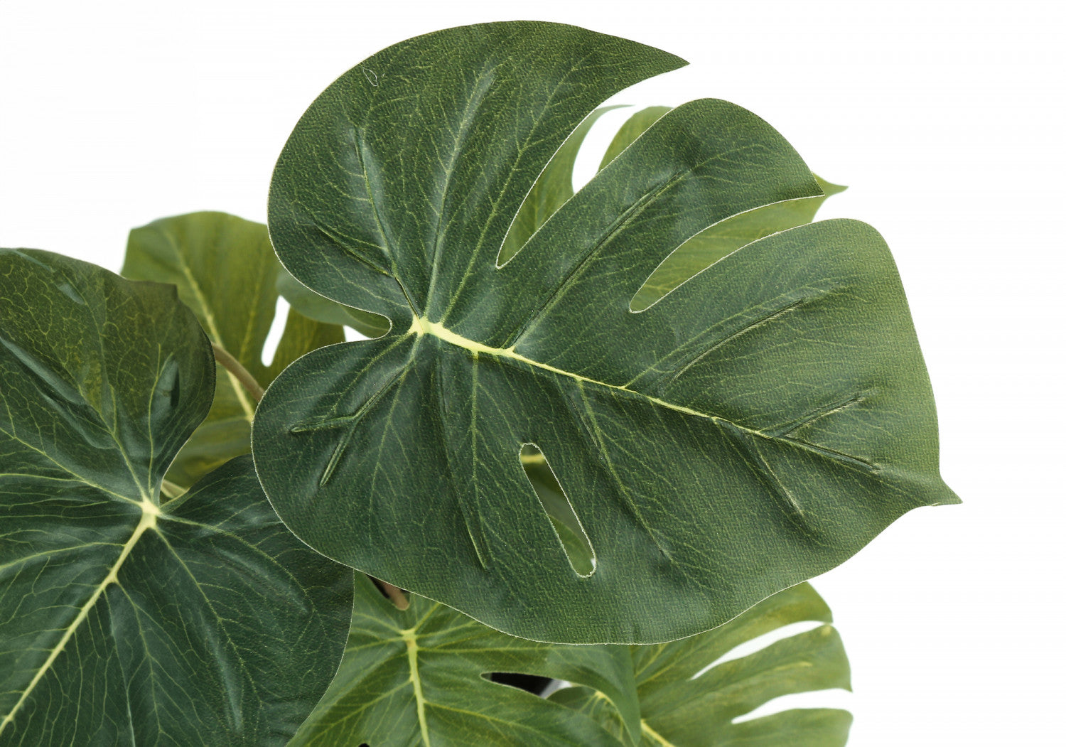 13 Monstera and Calathea Plants Set with 4 Black Pots - Indoor Houseplants for Home & Office Decor - Perfect for Living Room, Bedroom, or Workspace Greenery