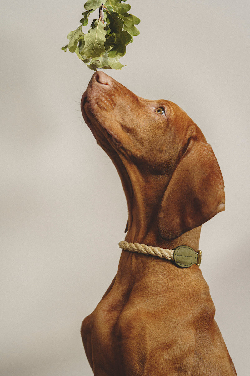 Premium Dog Walking Kit - Durable Country Leash & Collar Set in Green for Outdoor Adventures, Hiking, and Daily Walks