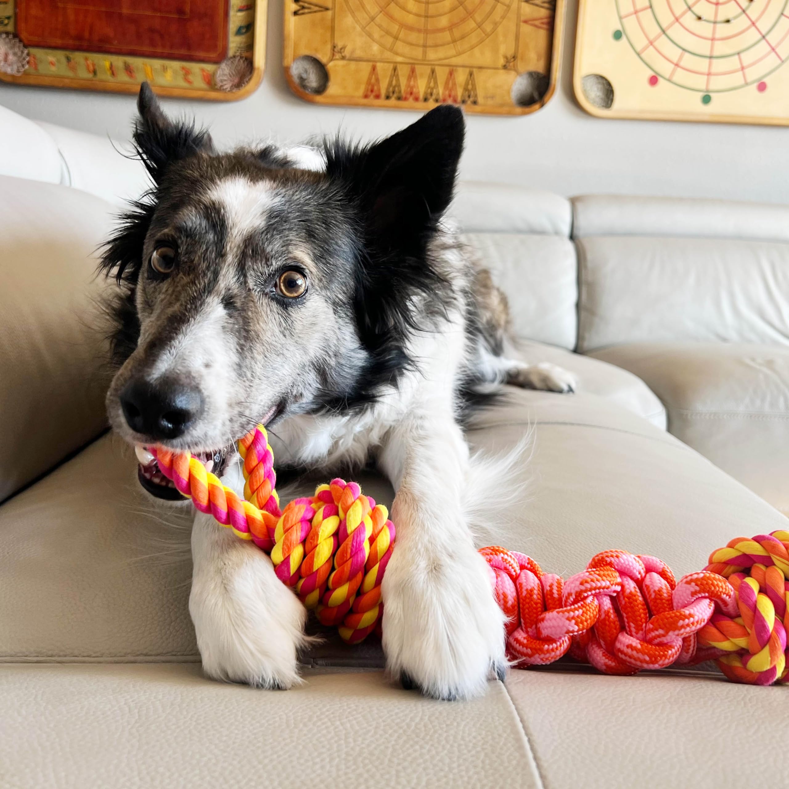 KONG Rope Bunji Dog Toy for Small Dogs - Durable Chew Toy with Bungee Cord for Interactive Play, Fetch & Tug of War - Perfect for Indoor & Outdoor Use
