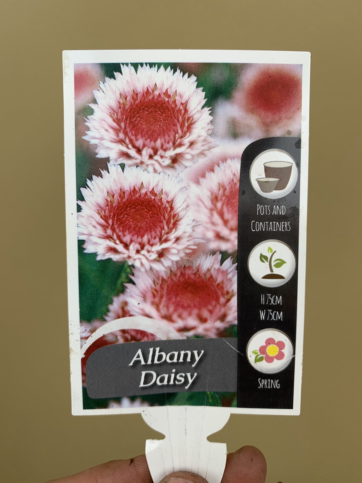 Actinodium cunninghamii - Premium Australian Native Flower Seeds for Gardening & Landscaping | Perfect for Home Gardens, Floral Arrangements & Pollinator-Friendly Landscapes