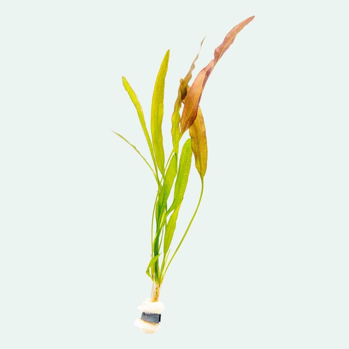Aponogeton Crispus Live Aquatic Plant for Freshwater Aquariums | Easy Care & Fast Growing | Perfect for Fish Tanks, Aquascaping & Home Decor