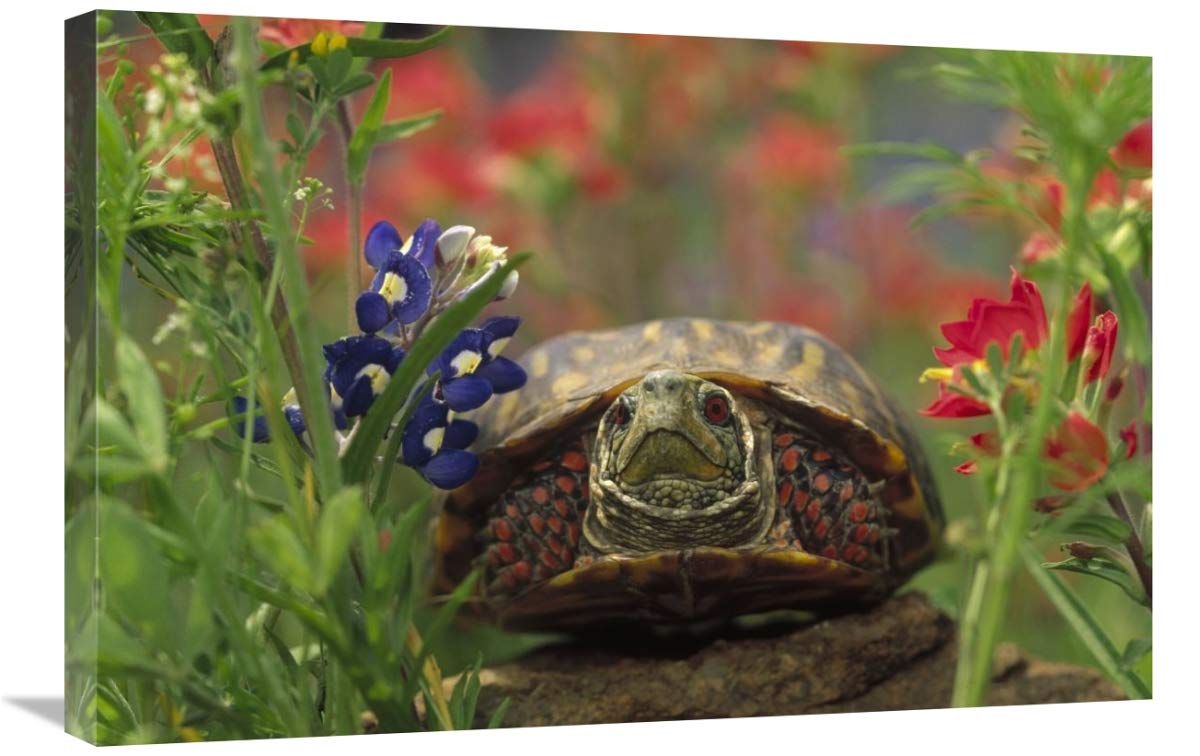 Western Box Turtle Among Lupine and Indian Paintbrush - North America Wildlife Canvas Art Print - 30x20 Inches - Wall Decor for Living Room, Bedroom & Office