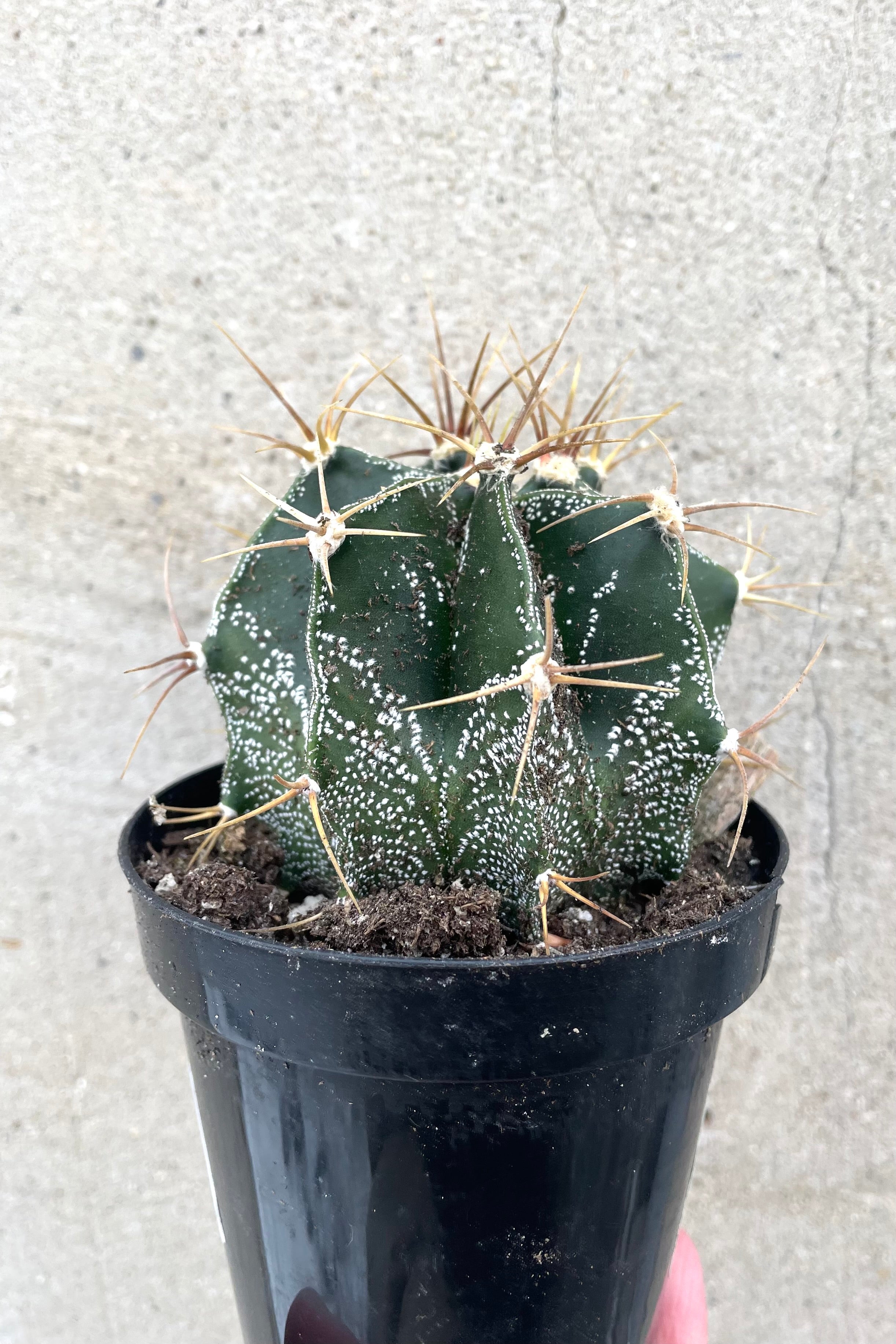 Astrophytum Ornatum Star Cactus - 3.5 Inch Live Rare Succulent Plant for Home & Office Decor | Perfect for Desert Gardens, Terrariums, and Windowsill Displays