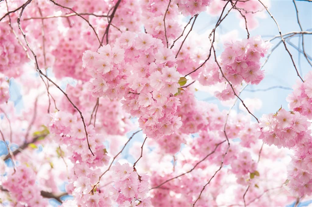 1000 Piece Cherry Blossom Tree Jigsaw Puzzle - Challenging Adult Puzzle for Home Decor, Gift & Relaxation | Beautiful Spring Landscape Art for Living Room, Office & Classroom