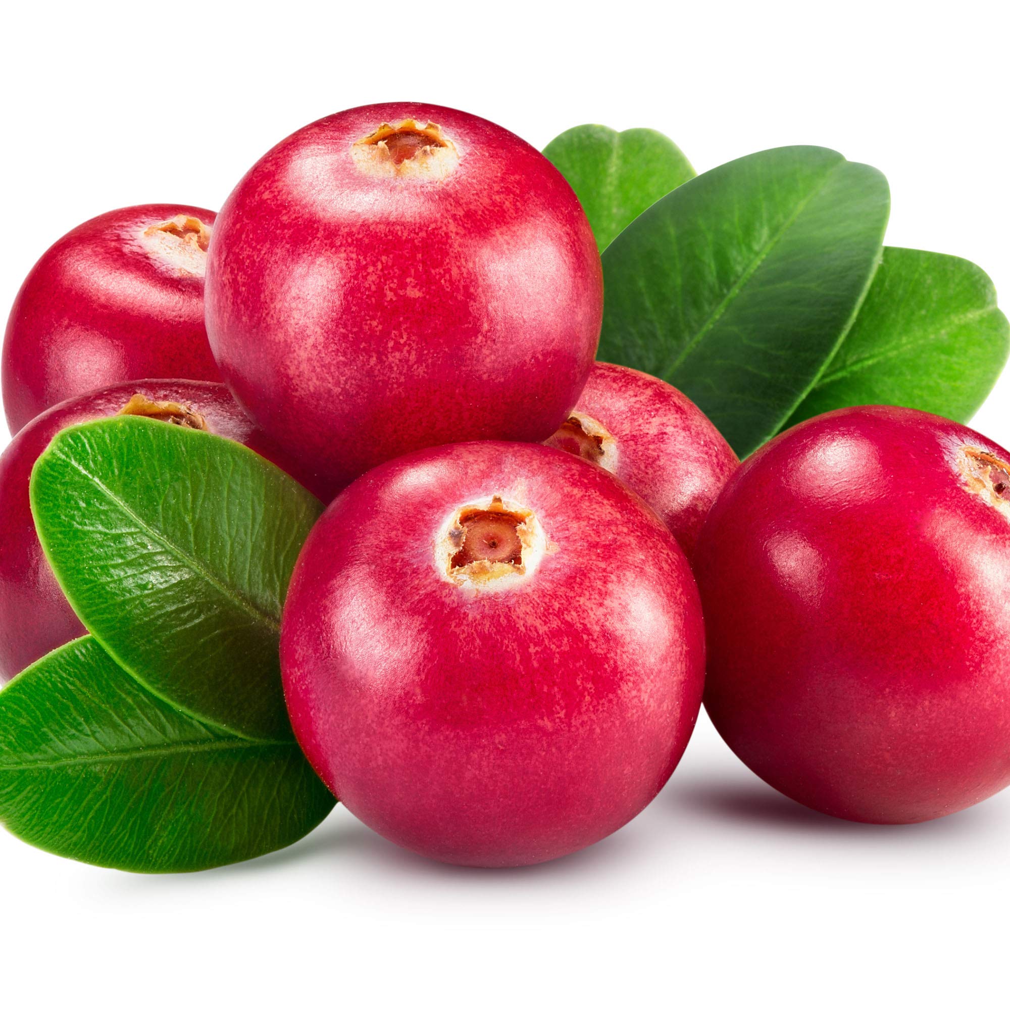 Outsidepride Vaccinium Macrocarpon Cranberry Garden Fruit Plants - 250 Seeds for Home Gardening, Fresh Berries & Healthy Smoothies