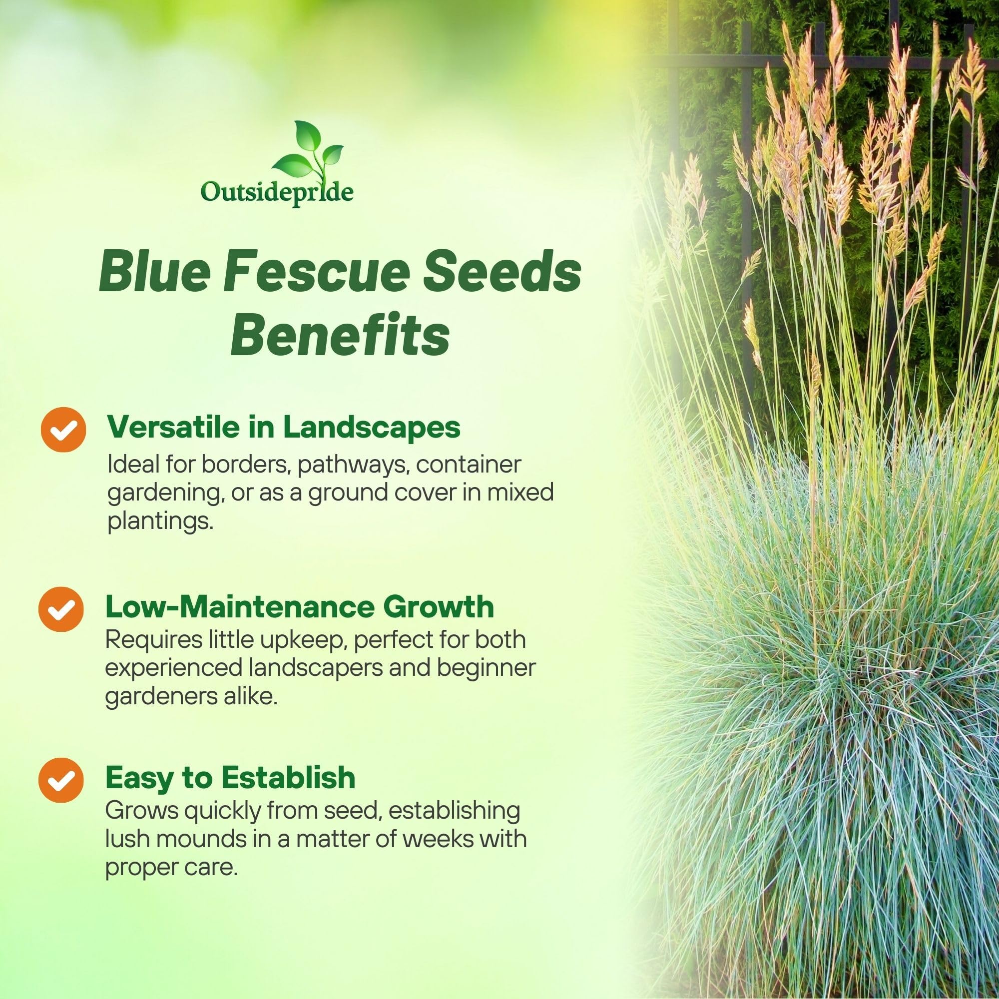 Outsidepride 5000 Seeds - Perennial Festuca Cinerea Glauca Varna Blue Fescue Ornamental Grass Seeds for Landscaping, Garden Borders & Rock Gardens | Drought-Tolerant Ground Cover