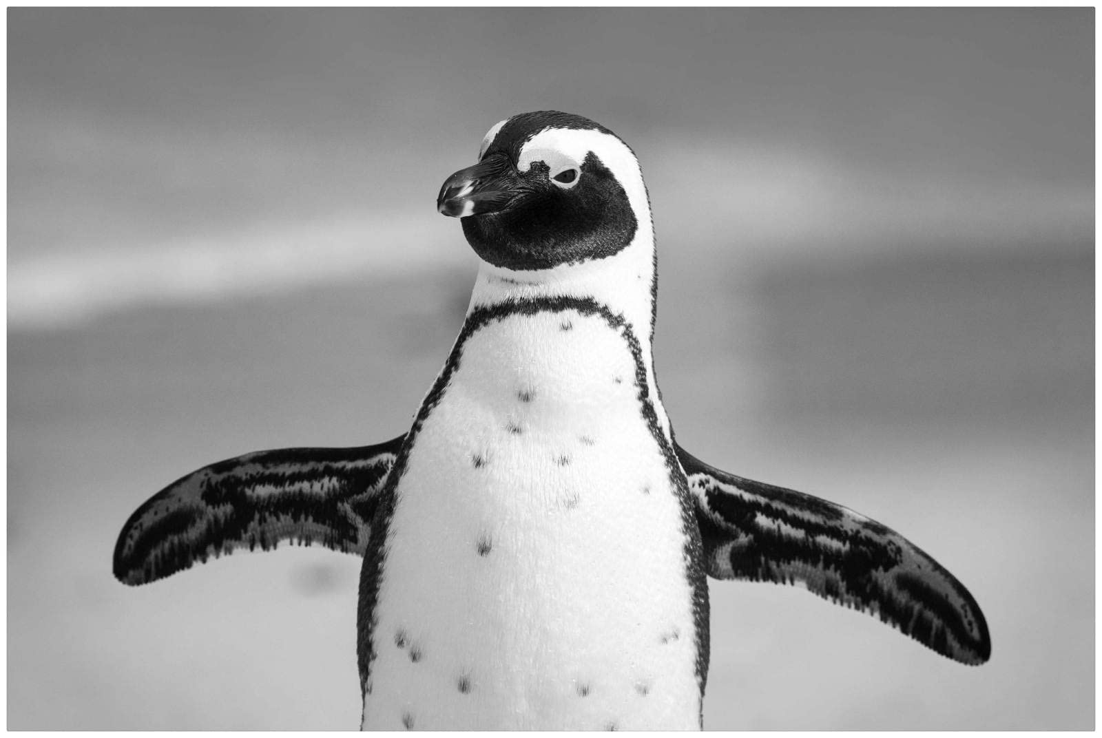 1000 Piece Jigsaw Puzzle for Adults - Black & White Penguin Wooden Puzzle with Art Deco Design | Perfect for Home Decor, Family Game Night & Stress Relief