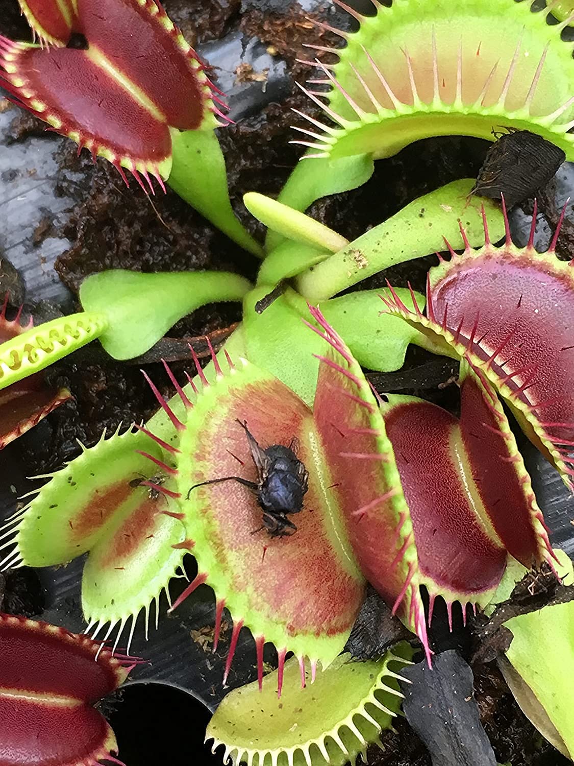 3 Inch Live Venus Fly Trap Plant (Dionaea Muscipula) - Carnivorous Houseplant for Terrariums & Indoor Gardens | Perfect for Natural Pest Control, Science Projects & Unique Home Decor