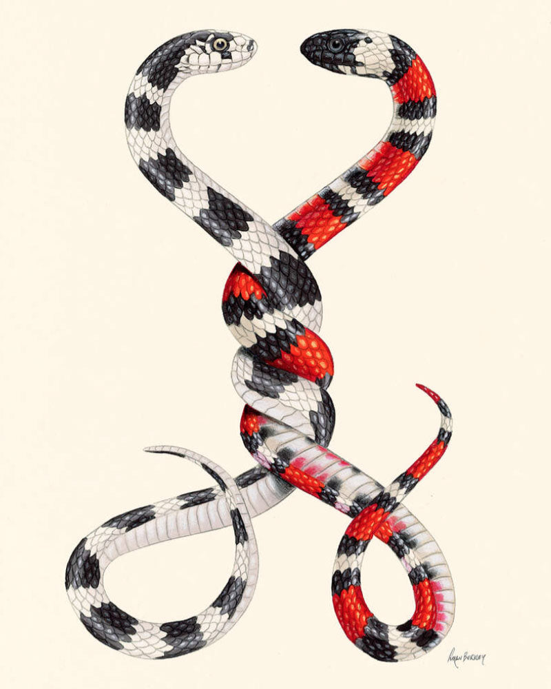 Always And Forever Snakes Art Print (8 x 10 Inches) - Vintage Snake Wall Decor for Home, Office & Gift Giving - Perfect for Reptile Lovers & Gothic Interior Design