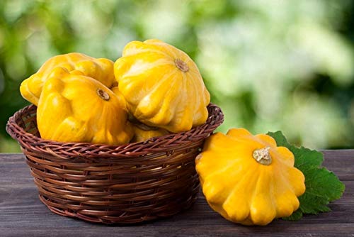 Golden-Yellow Pattypan Squash Seeds - 20+ Non-GMO Scallop Squash Seeds for Planting, Home Garden & Fresh Cooking | Perfect for Summer Squash Recipes, Organic Gardening & Farmers Market Harvests