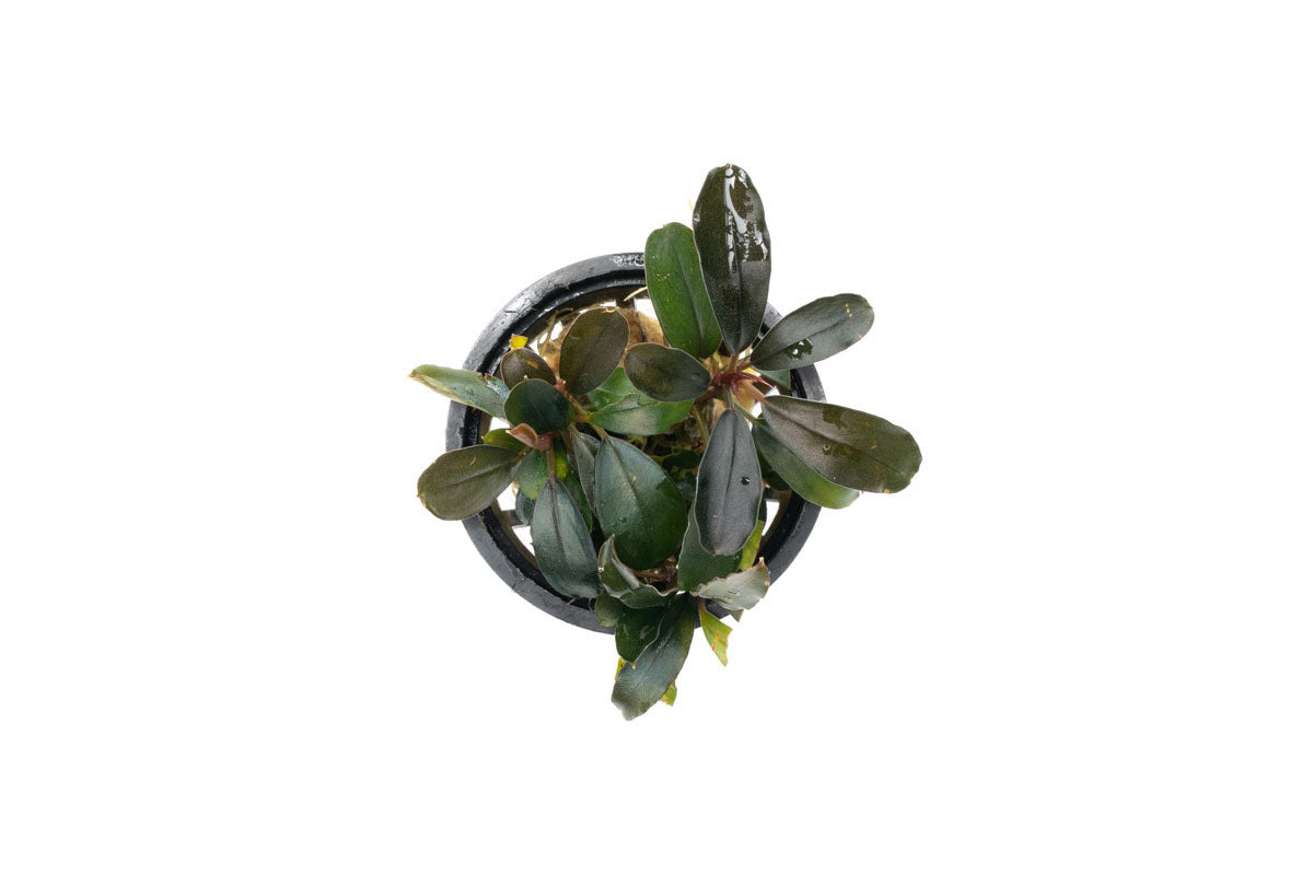 Bucephalandra Black Pearl Aquatic Plant - Rare Live Aquarium Plant for Fish Tank Decoration, Perfect for Aquascaping and Shrimp Tanks