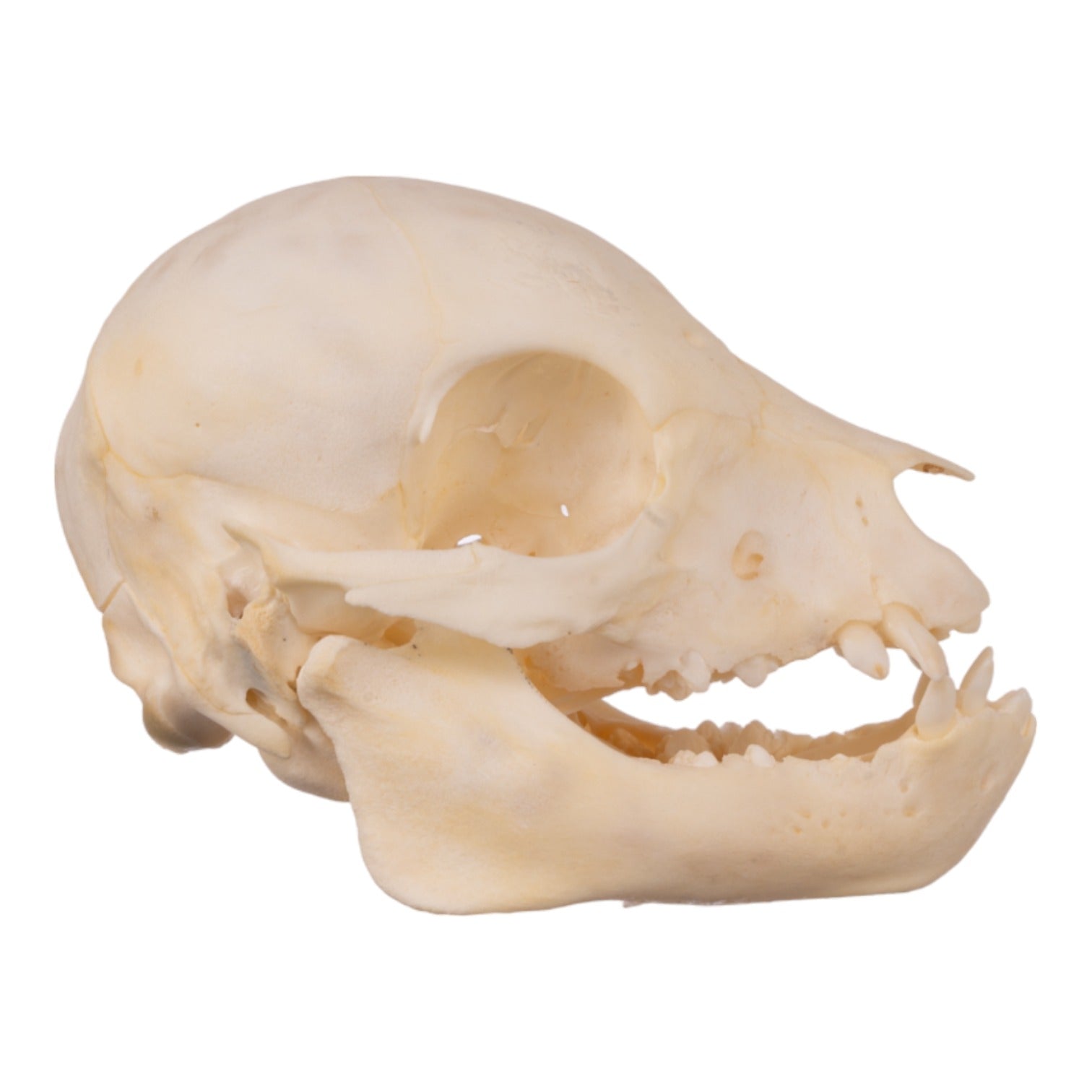 Real Domestic Pig Skull Juvenile - Authentic Animal Specimen for Science Study, Halloween Decor & Taxidermy Projects - Perfect for Educational Displays, Spooky Home Decor & Oddity Collections