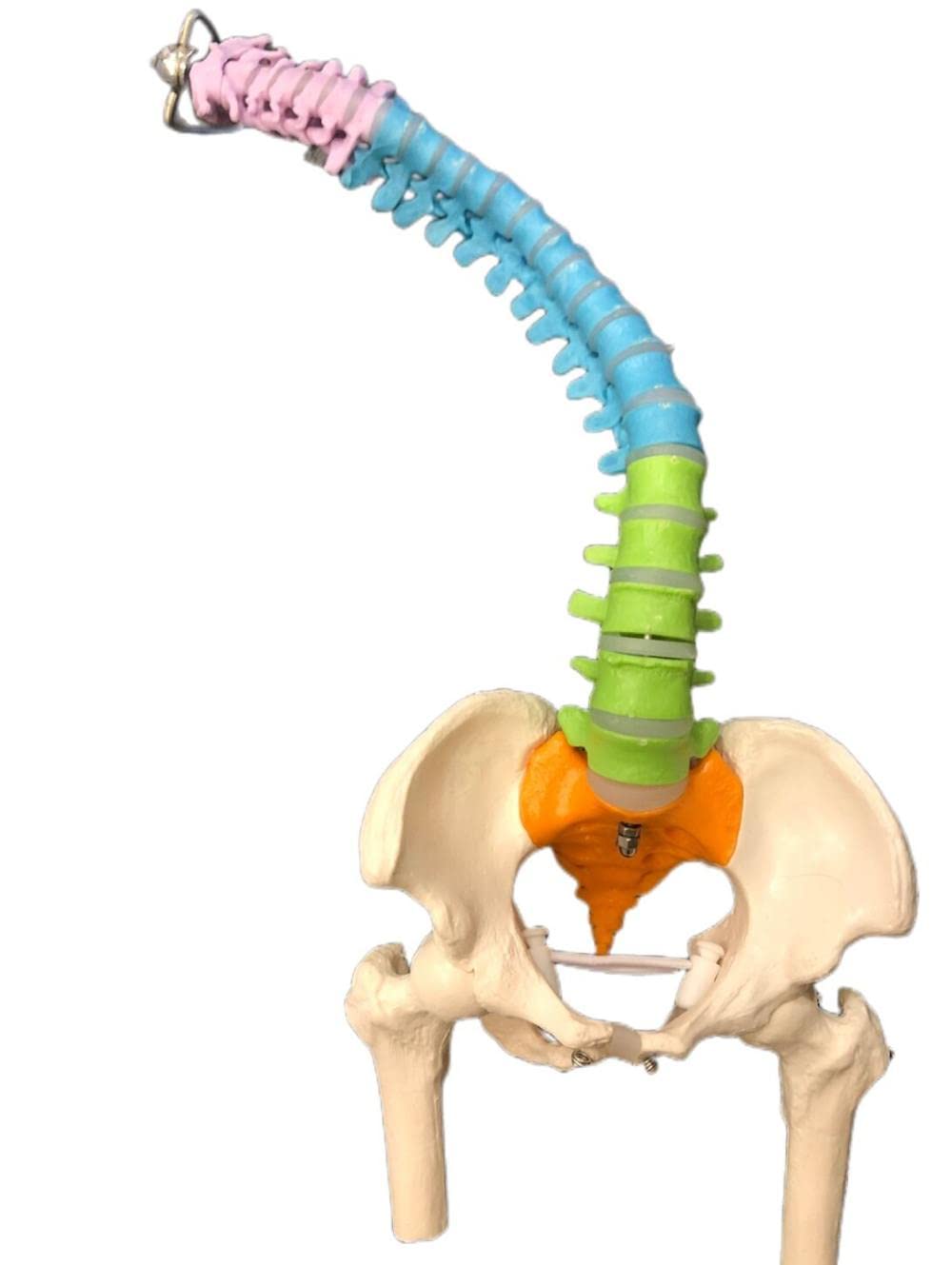 Wellden Medical Anatomical Mini Spine Model with Femur & Nerves - Color-Coded Didactic Tool for Medical Students, Chiropractors & Physical Therapists - Perfect for Classroom, Clinic & Patient Education