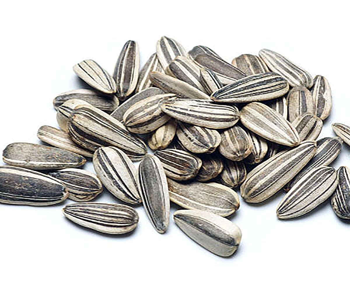Rouge Royale Sunflower Seeds - Premium Red Sunflower Seeds for Planting | Beautiful Garden Flowers, Bird Feed & Landscaping | Perfect for Home Gardens, Backyard Decor & Wildlife Attraction