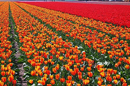 Netherlands Tulip Bulbs - 20x30 Inch Laminated Spring Flower Poster with Vibrant Colors | Perfect for Home Decor, Office Wall Art & Gift Giving